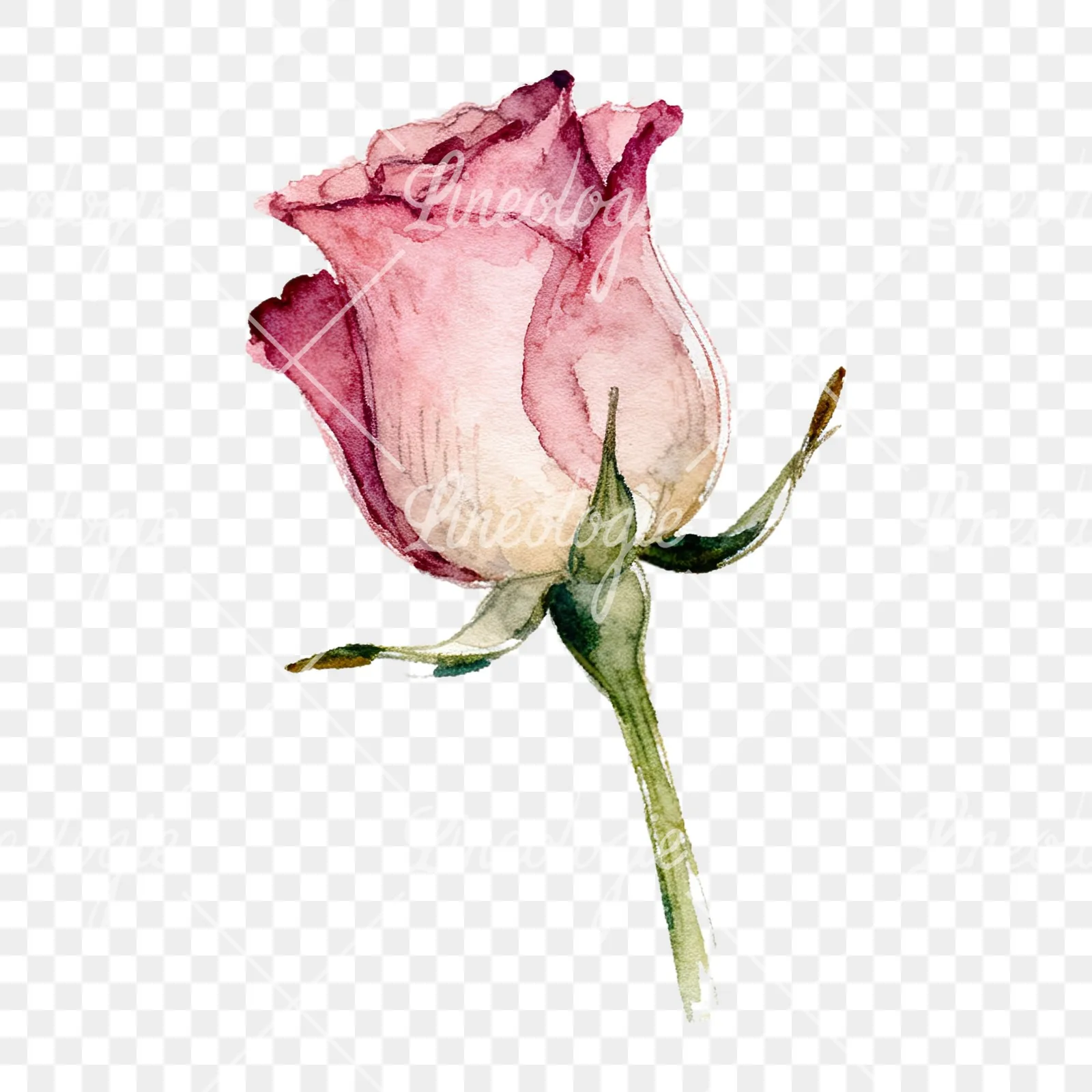 Watercolor purple and peach rose clipart 5 of 9 on a transparent background (PNG)