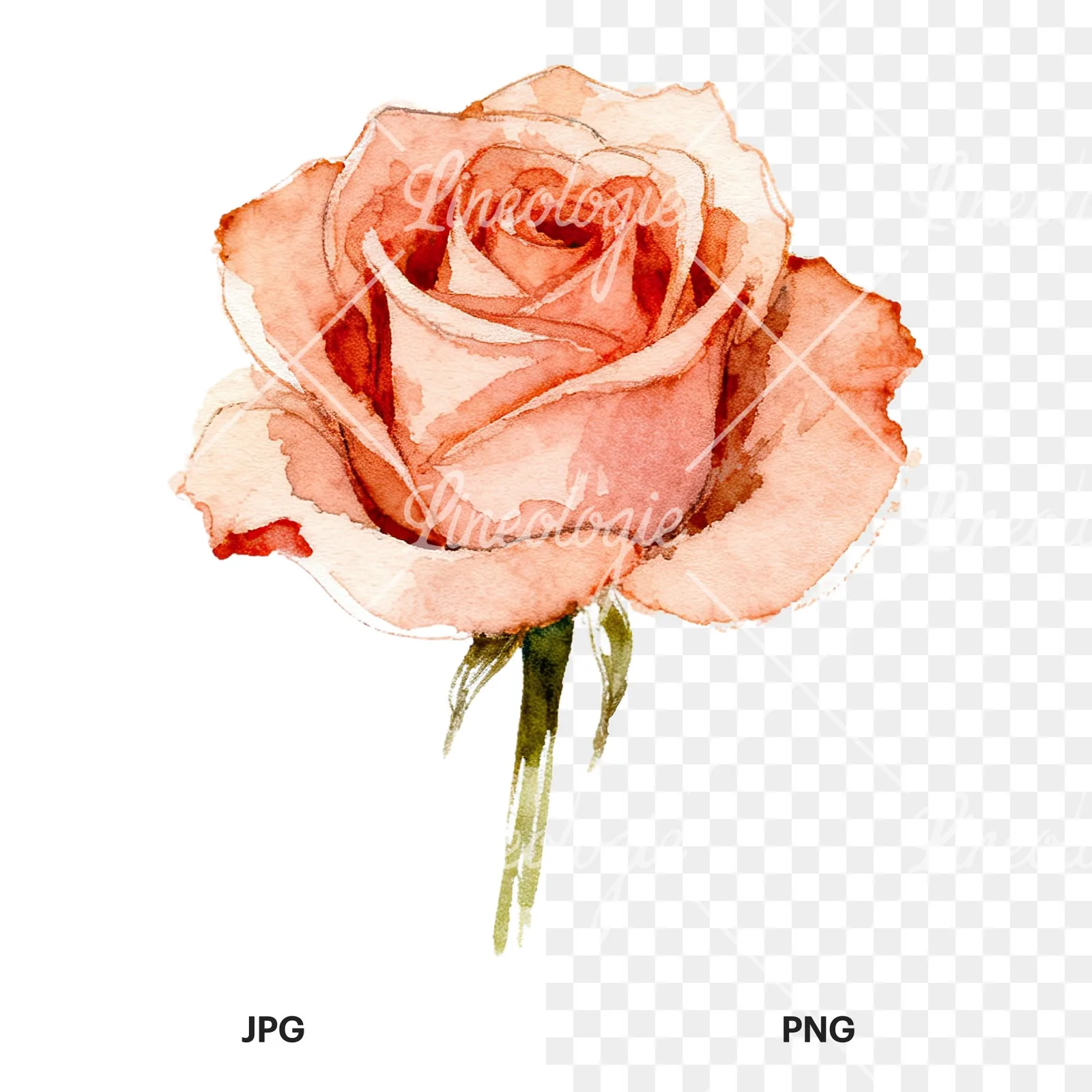 Watercolor purple and peach rose clipart 6 of 9, as a JPG on white and a transparent PNG