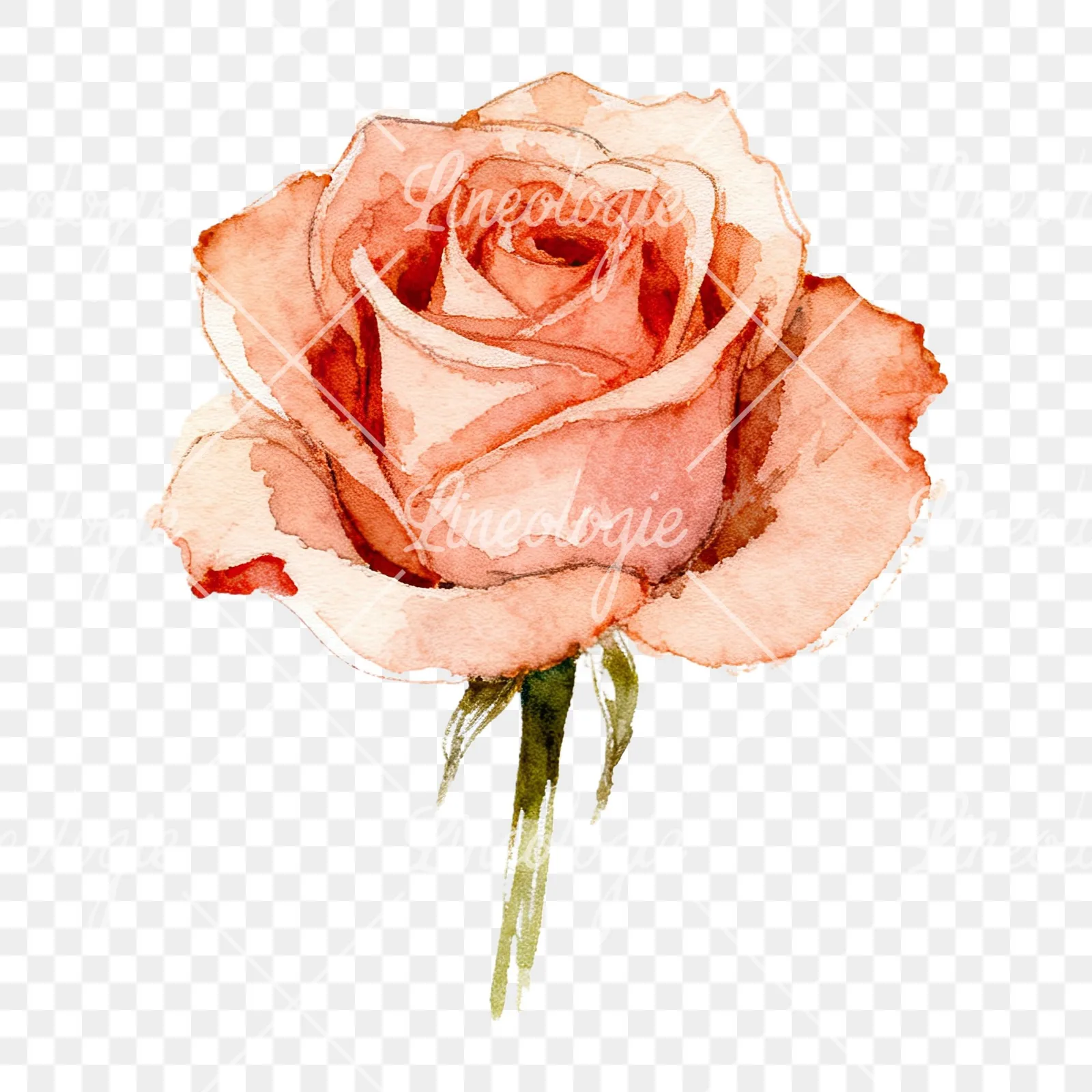 Watercolor purple and peach rose clipart 6 of 9 on a transparent background (PNG)
