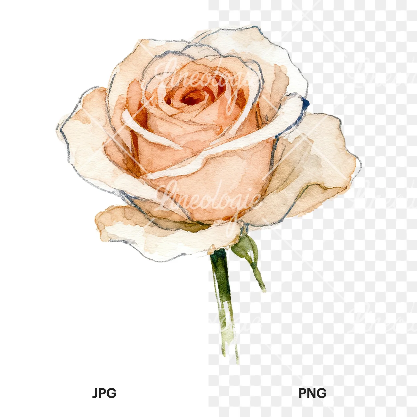 Watercolor purple and peach rose clipart 7 of 9, as a JPG on white and a transparent PNG