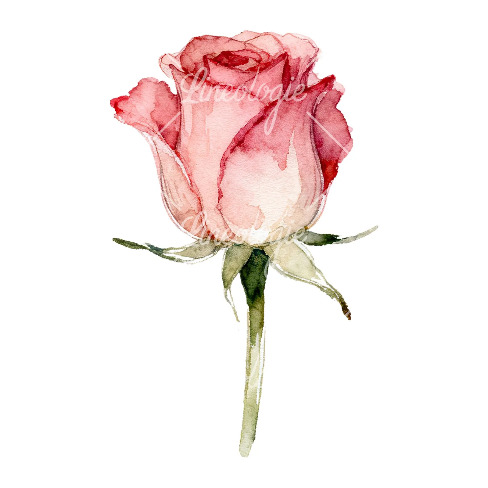 Watercolor purple and peach rose clipart 8 of 9 on a white background (JPG)