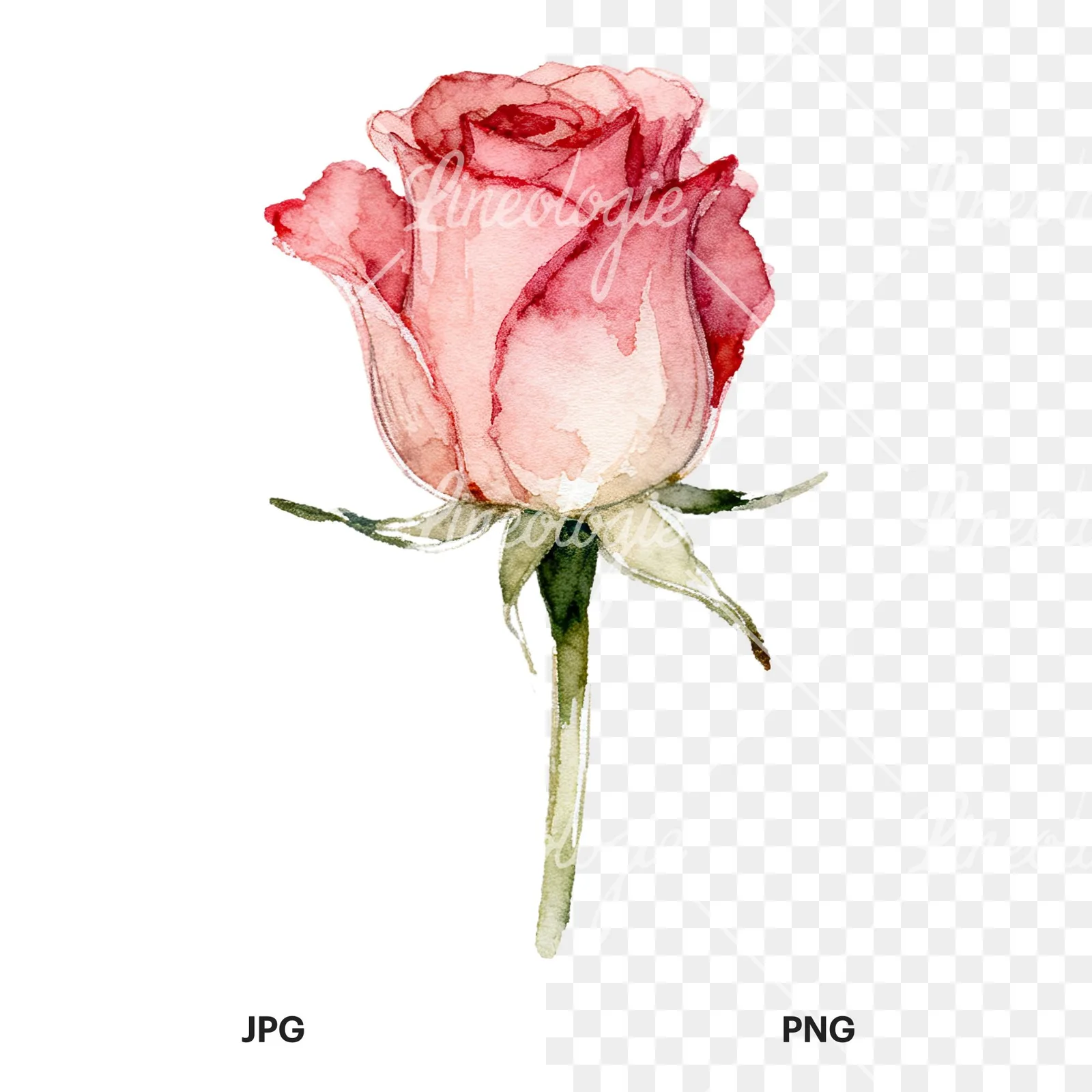 Watercolor purple and peach rose clipart 8 of 9, as a JPG on white and a transparent PNG