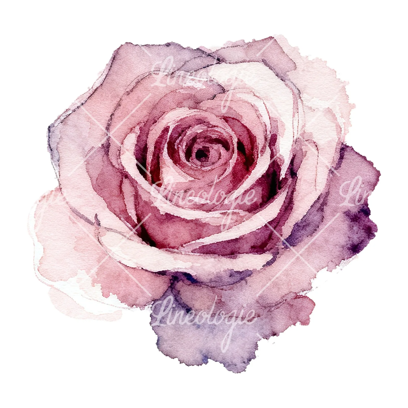 Watercolor purple and peach rose clipart 9 of 9 on a white background (JPG)