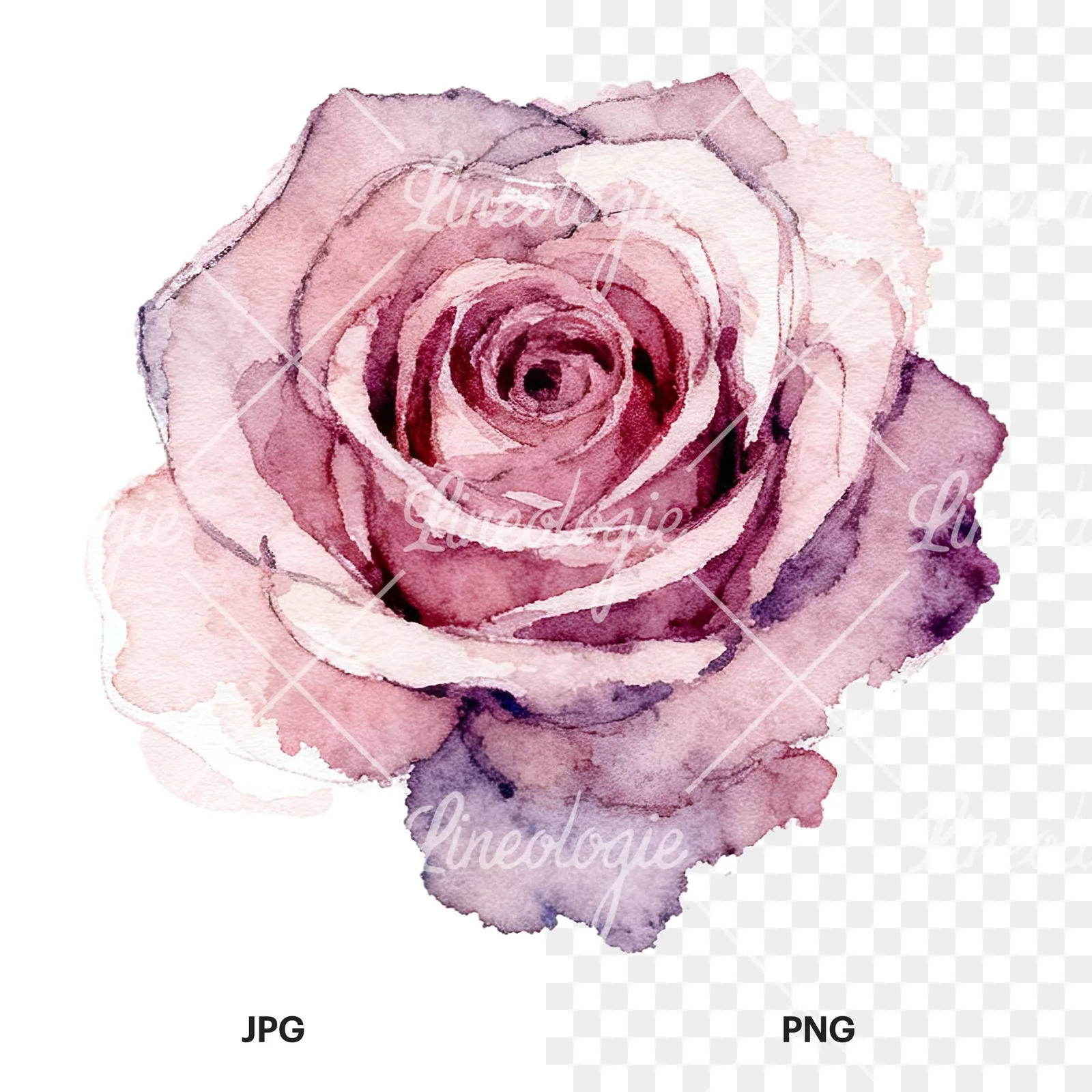 Watercolor purple and peach rose clipart 9 of 9, as a JPG on white and a transparent PNG