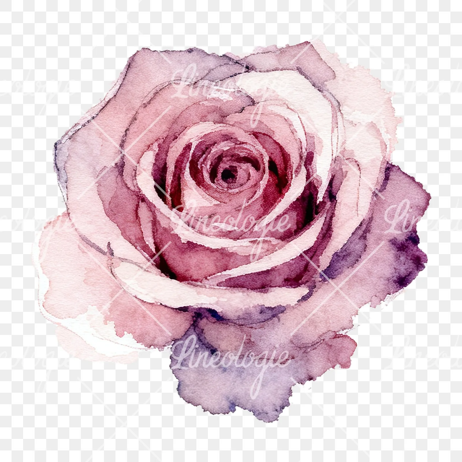 Watercolor purple and peach rose clipart 9 of 9 on a transparent background (PNG)