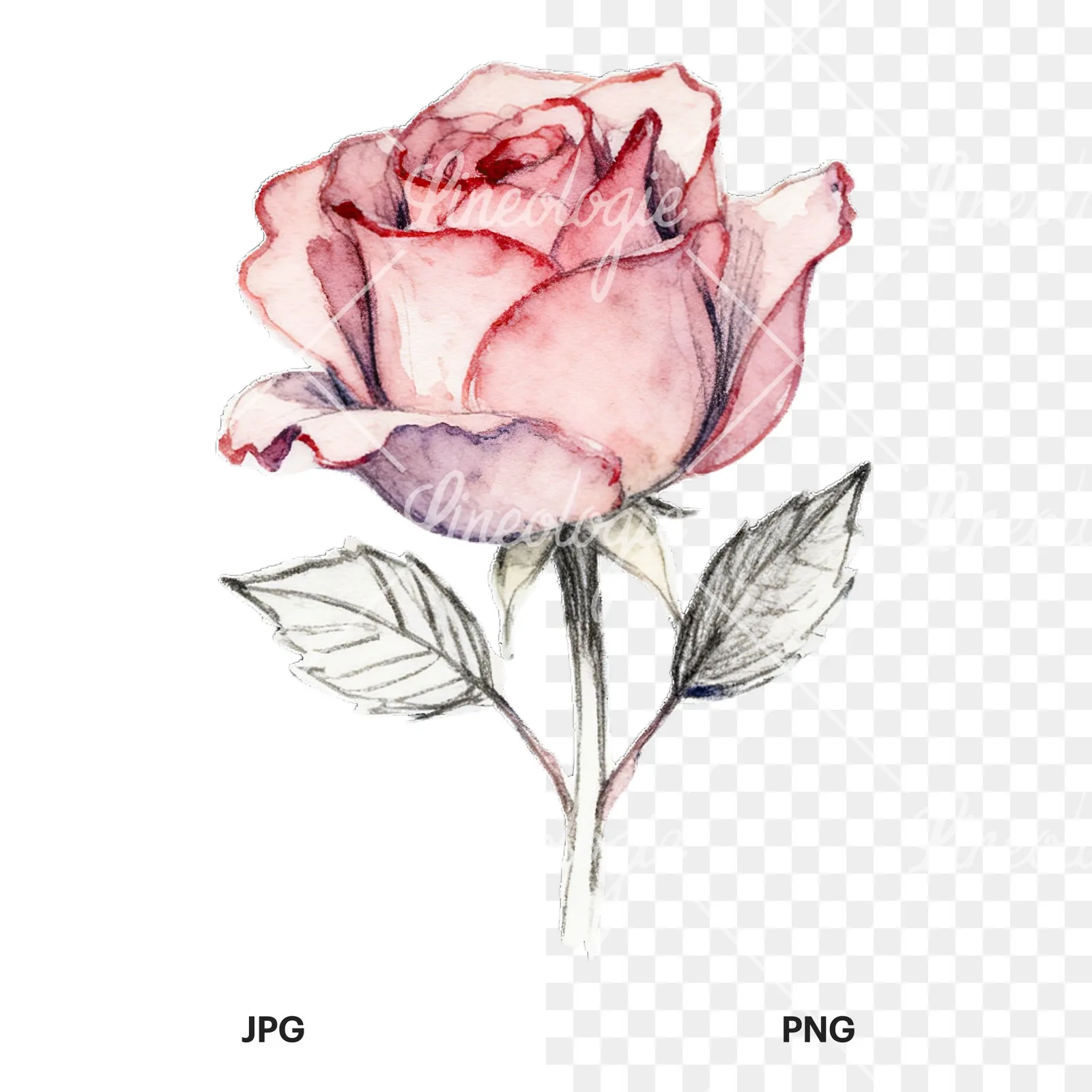 Watercolor roses pastel clipart 1 of 9, as a JPG on white and a transparent PNG