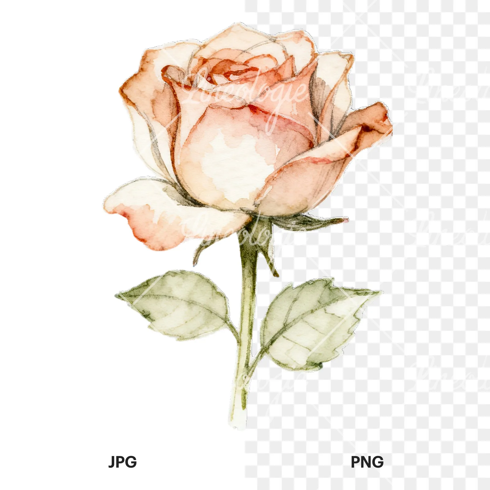 Watercolor roses pastel clipart 3 of 9, as a JPG on white and a transparent PNG