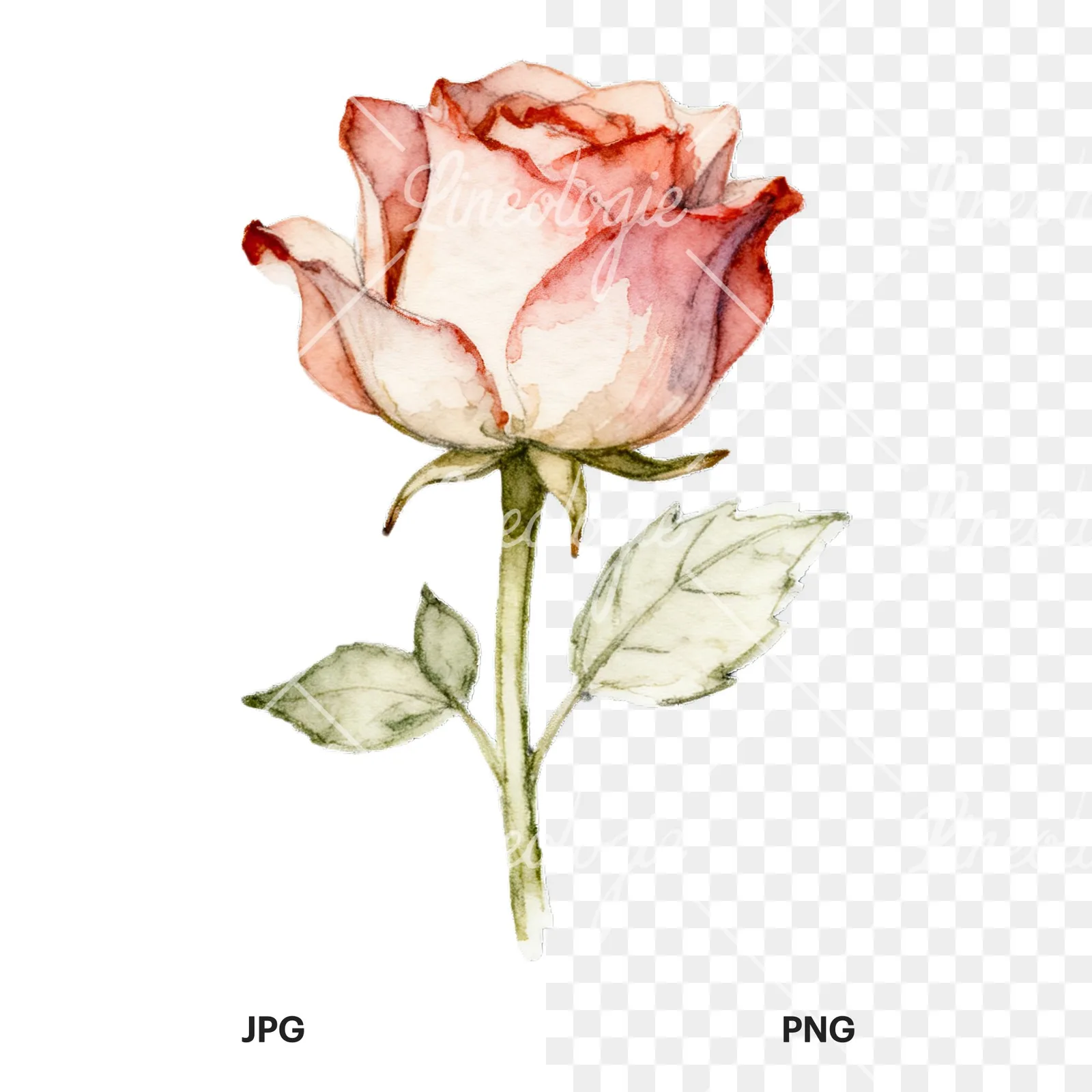 Watercolor roses pastel clipart 6 of 9, as a JPG on white and a transparent PNG