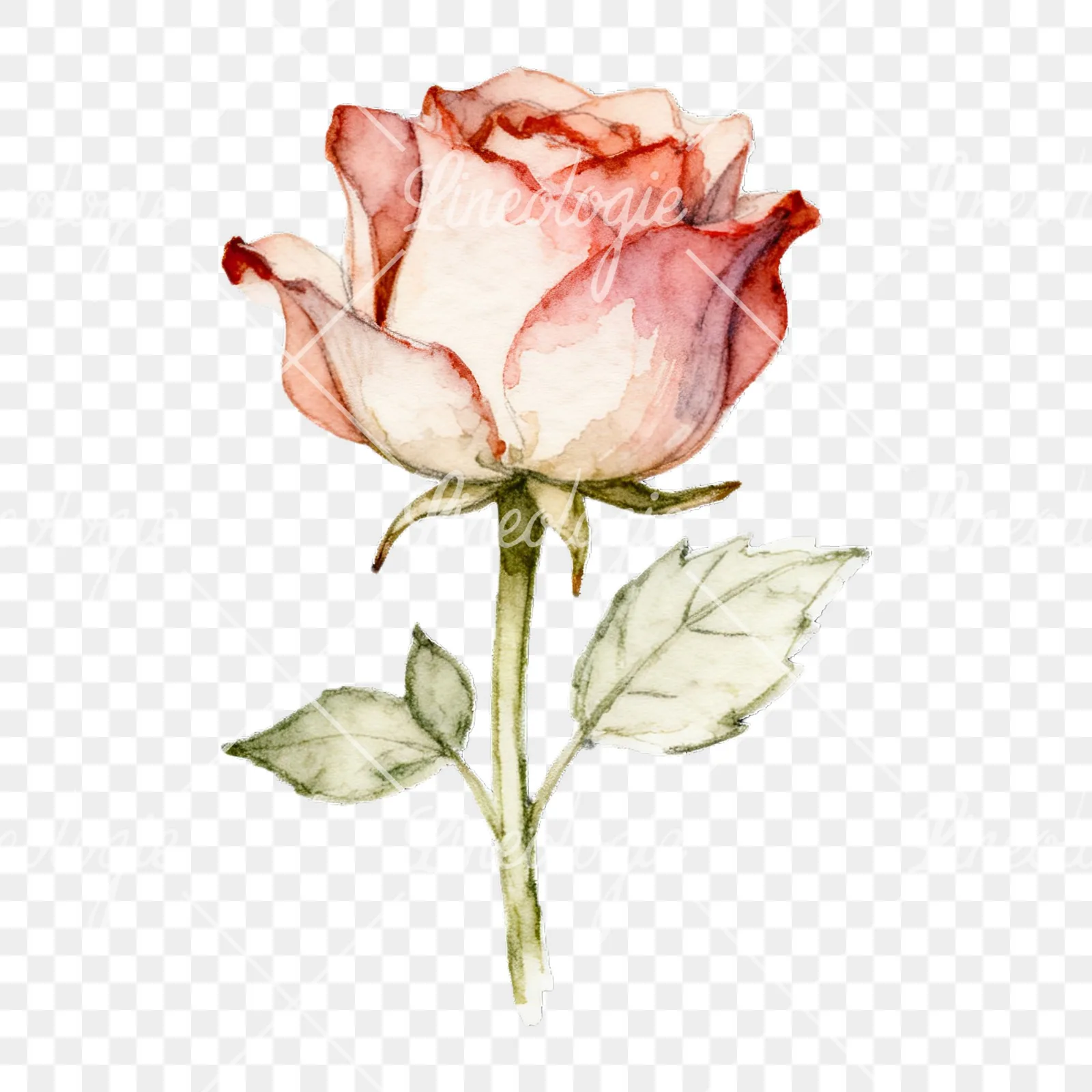 Watercolor roses pastel clipart 6 of 9 on a transparent background (PNG)