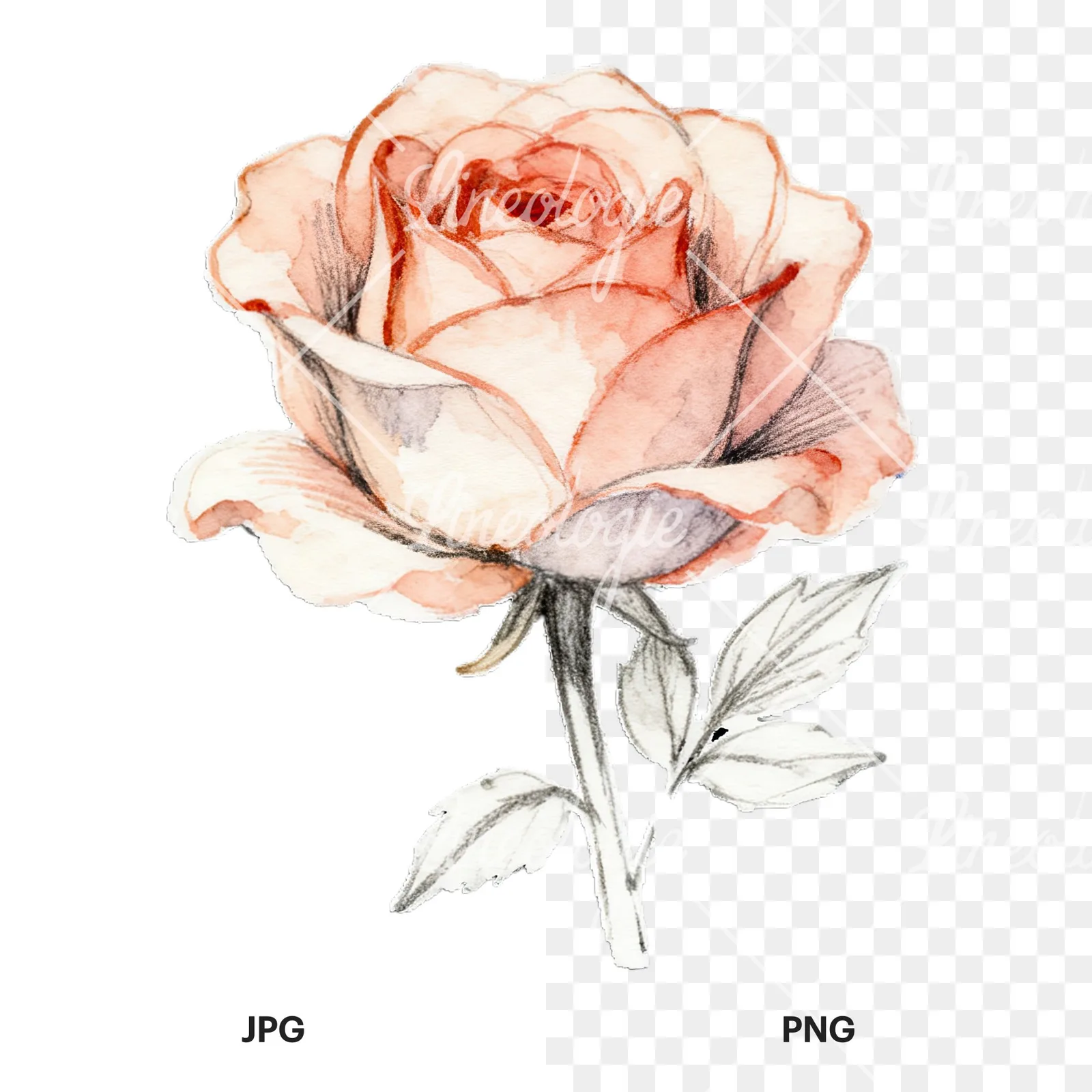 Watercolor roses pastel clipart 7 of 9, as a JPG on white and a transparent PNG