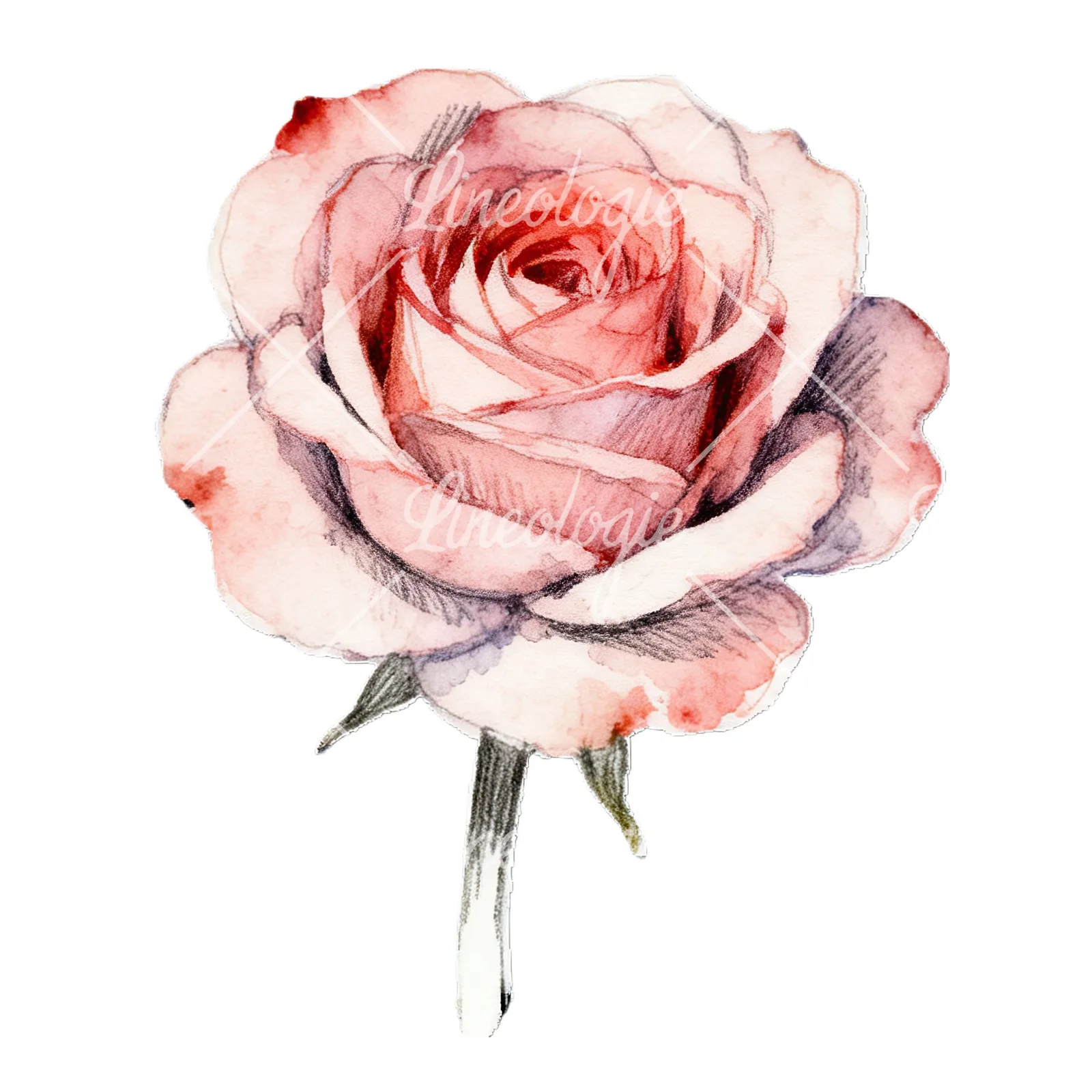 Watercolor roses pastel clipart 9 of 9 on a white background (JPG)
