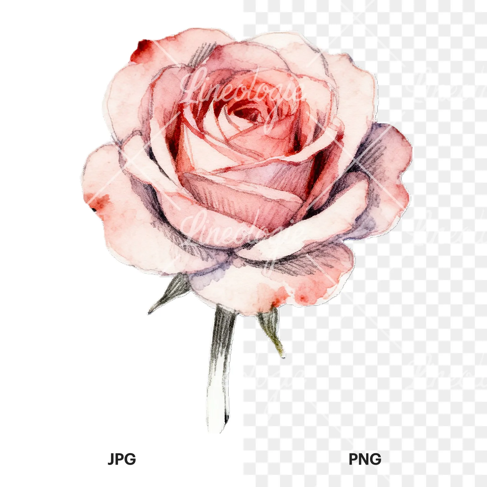 Watercolor roses pastel clipart 9 of 9, as a JPG on white and a transparent PNG