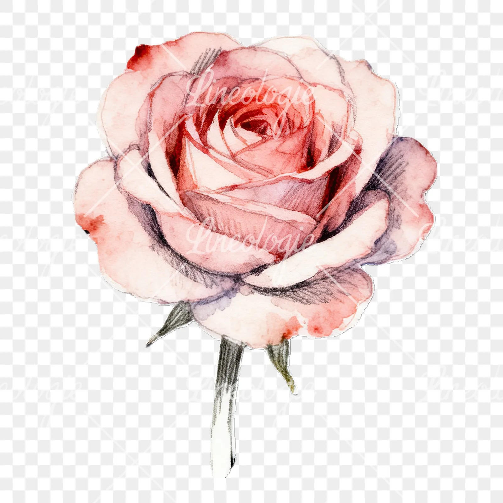 Watercolor roses pastel clipart 9 of 9 on a transparent background (PNG)
