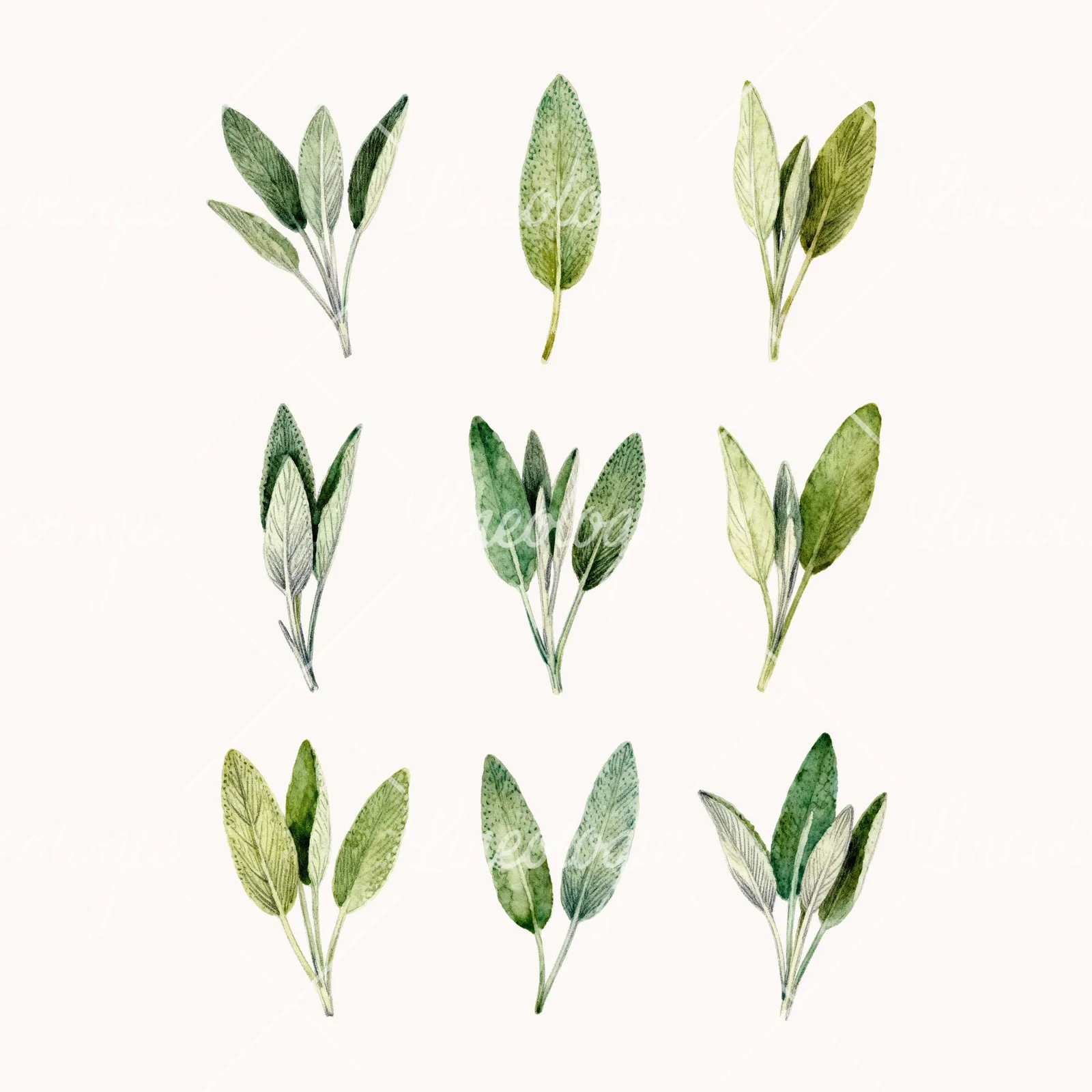 Watercolor Muted Green Sage Leaf Clipart, all 9 illustrations in the pack