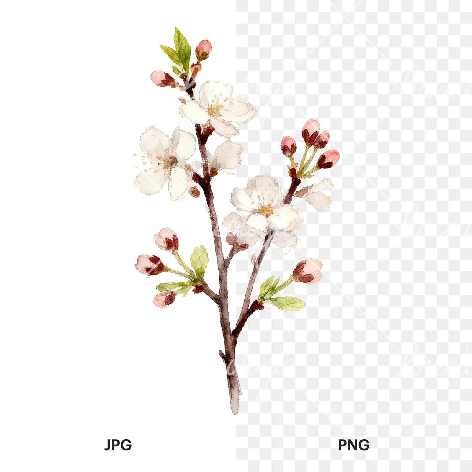 Watercolor spring flower bouquet clipart 8 of 9, as a JPG on white and a transparent PNG