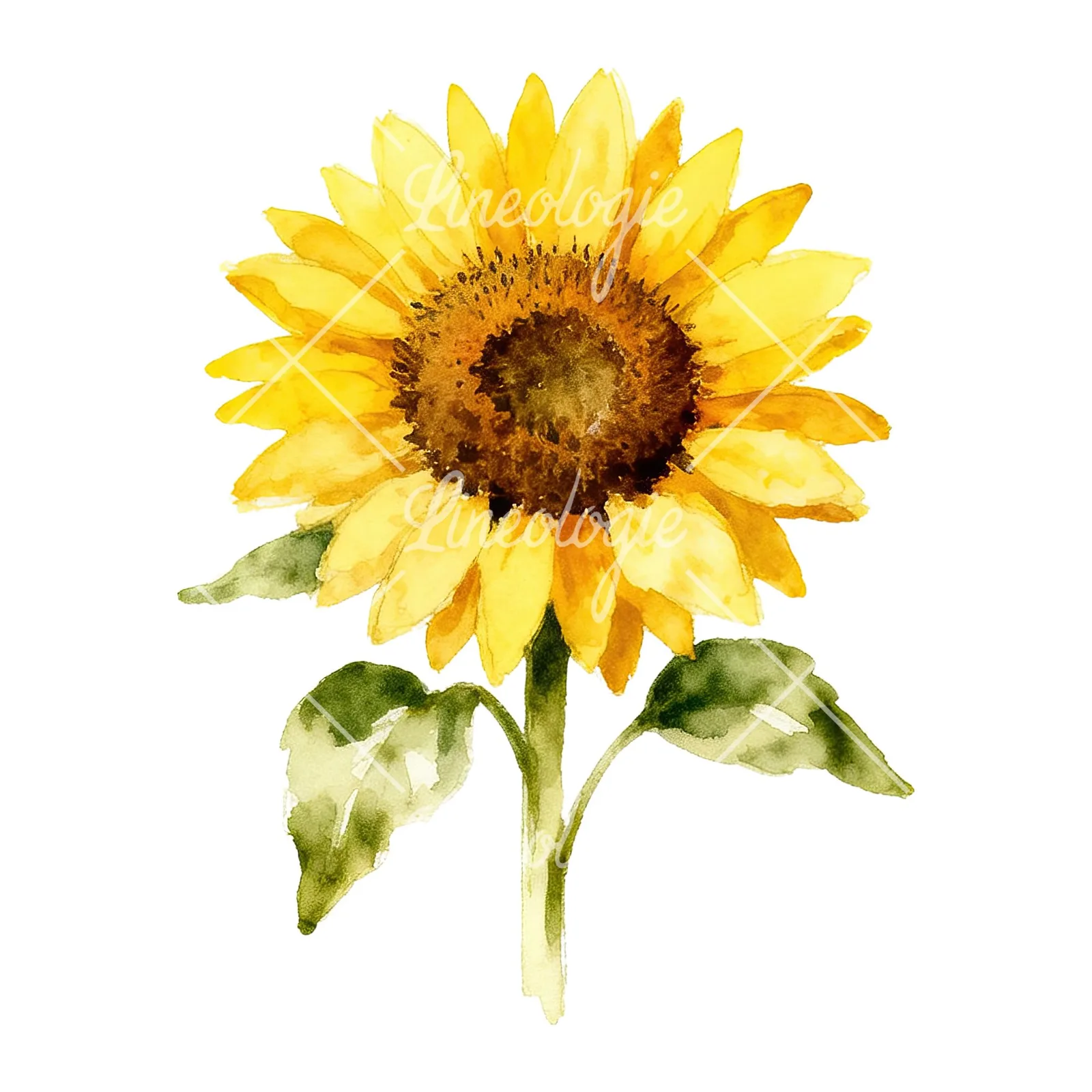 Watercolor sunflower cluster clipart 2 of 9 on a white background (JPG)