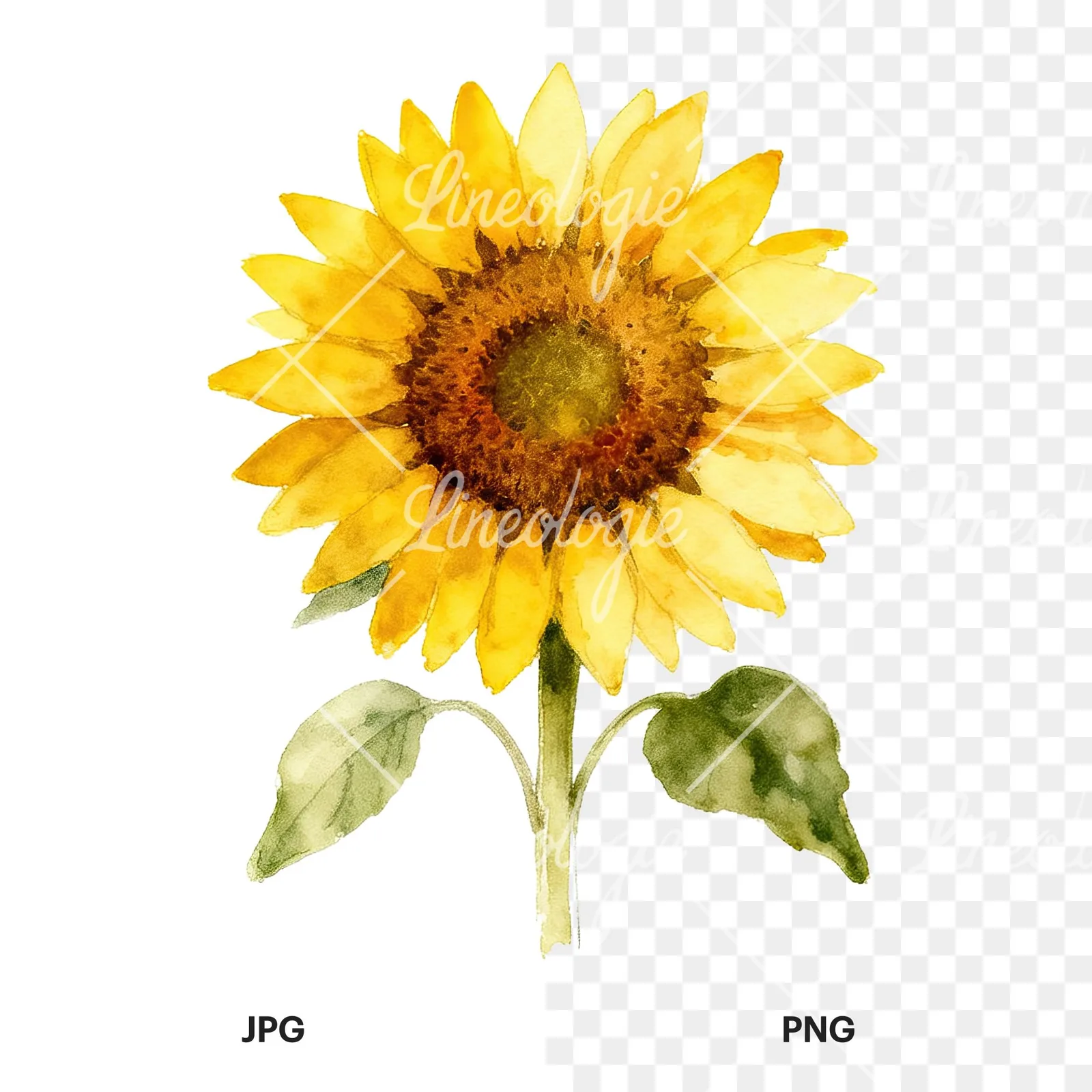 Watercolor sunflower cluster clipart 4 of 9, as a JPG on white and a transparent PNG