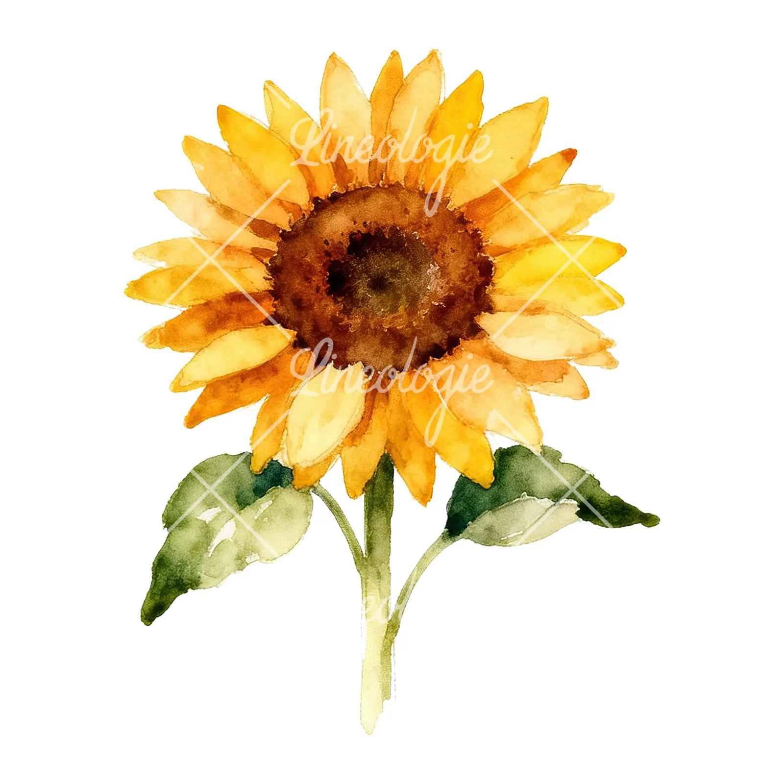 Watercolor sunflower cluster clipart 8 of 9 on a white background (JPG)
