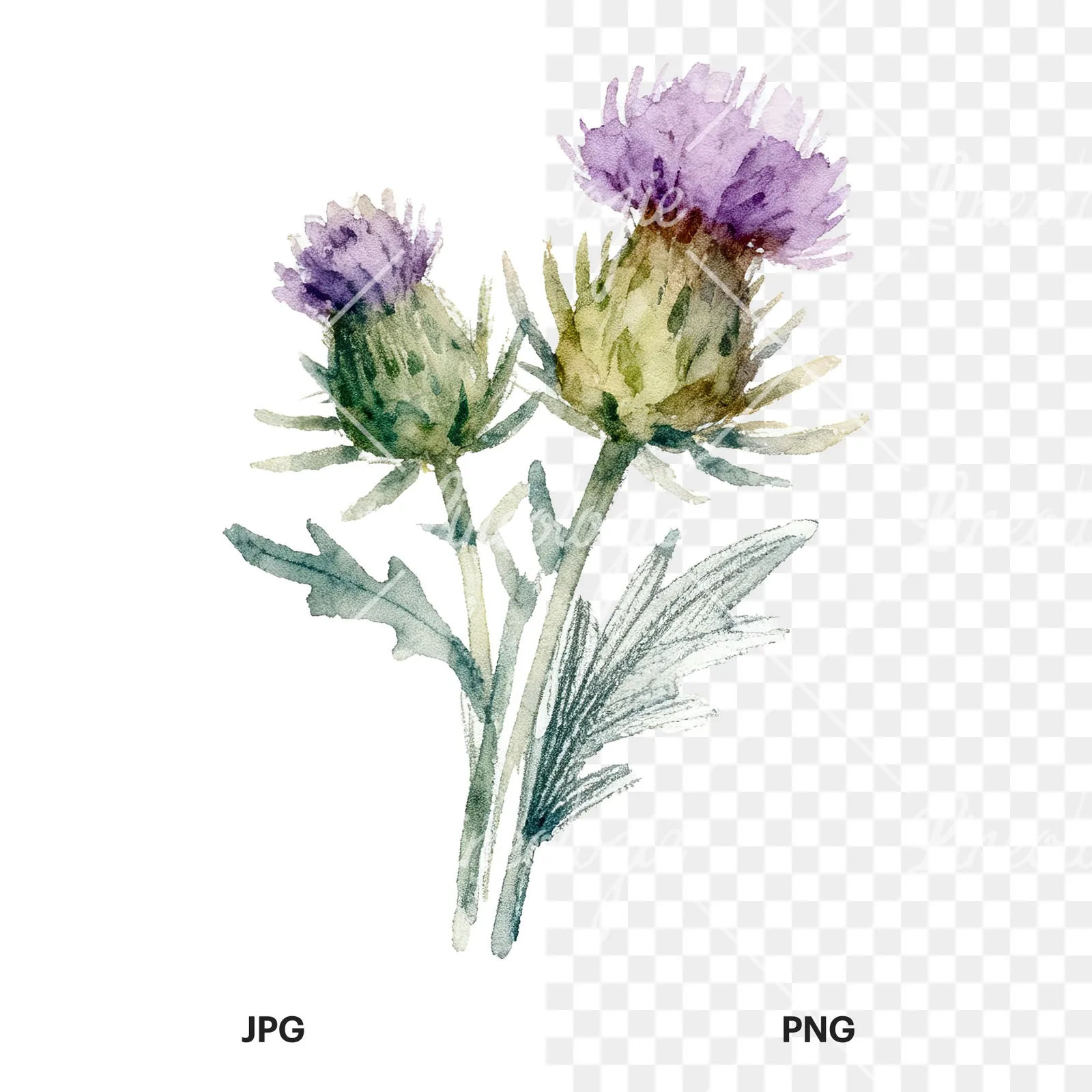 Watercolor thistle bouquet clipart 2 of 9, as a JPG on white and a transparent PNG