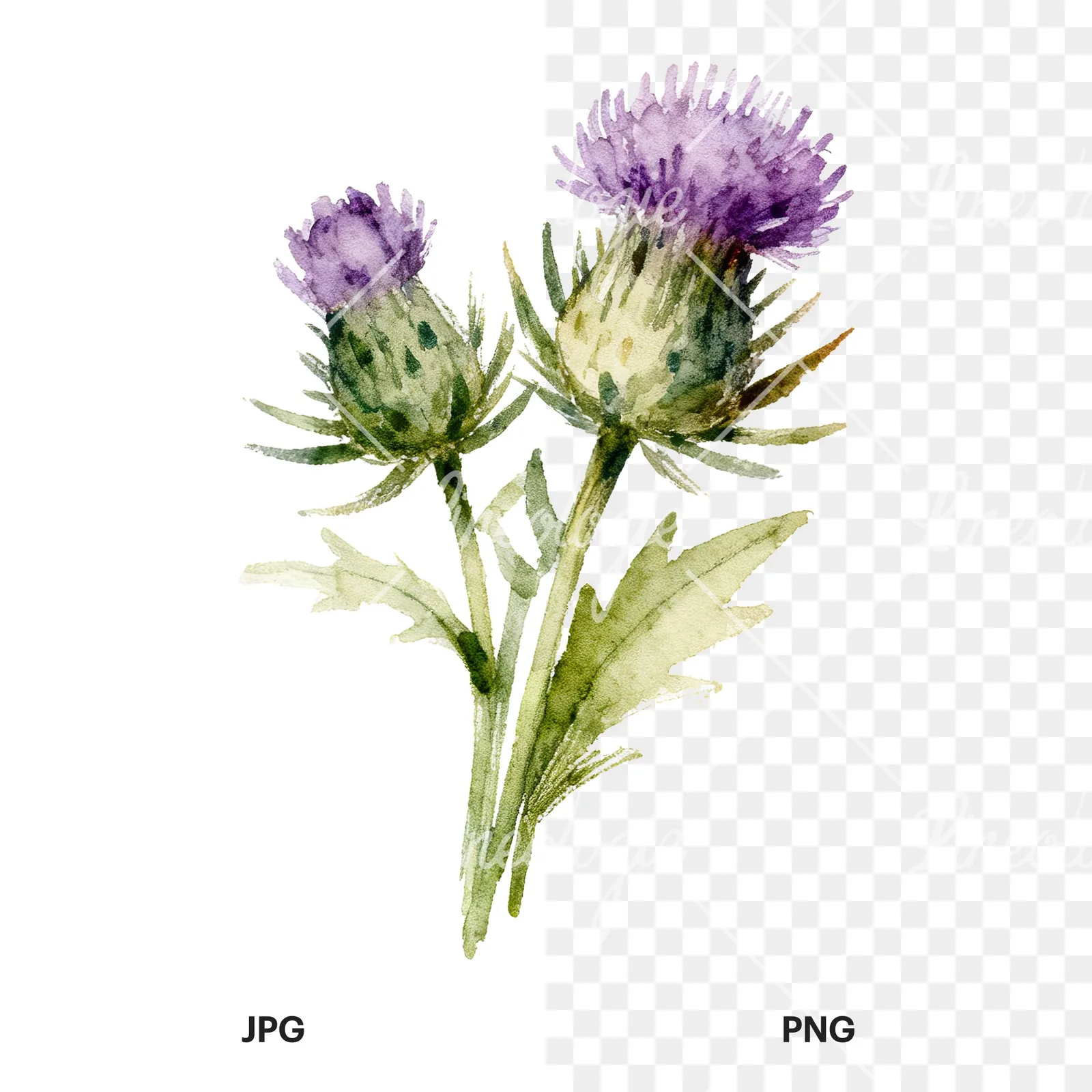 Watercolor thistle bouquet clipart 3 of 9, as a JPG on white and a transparent PNG