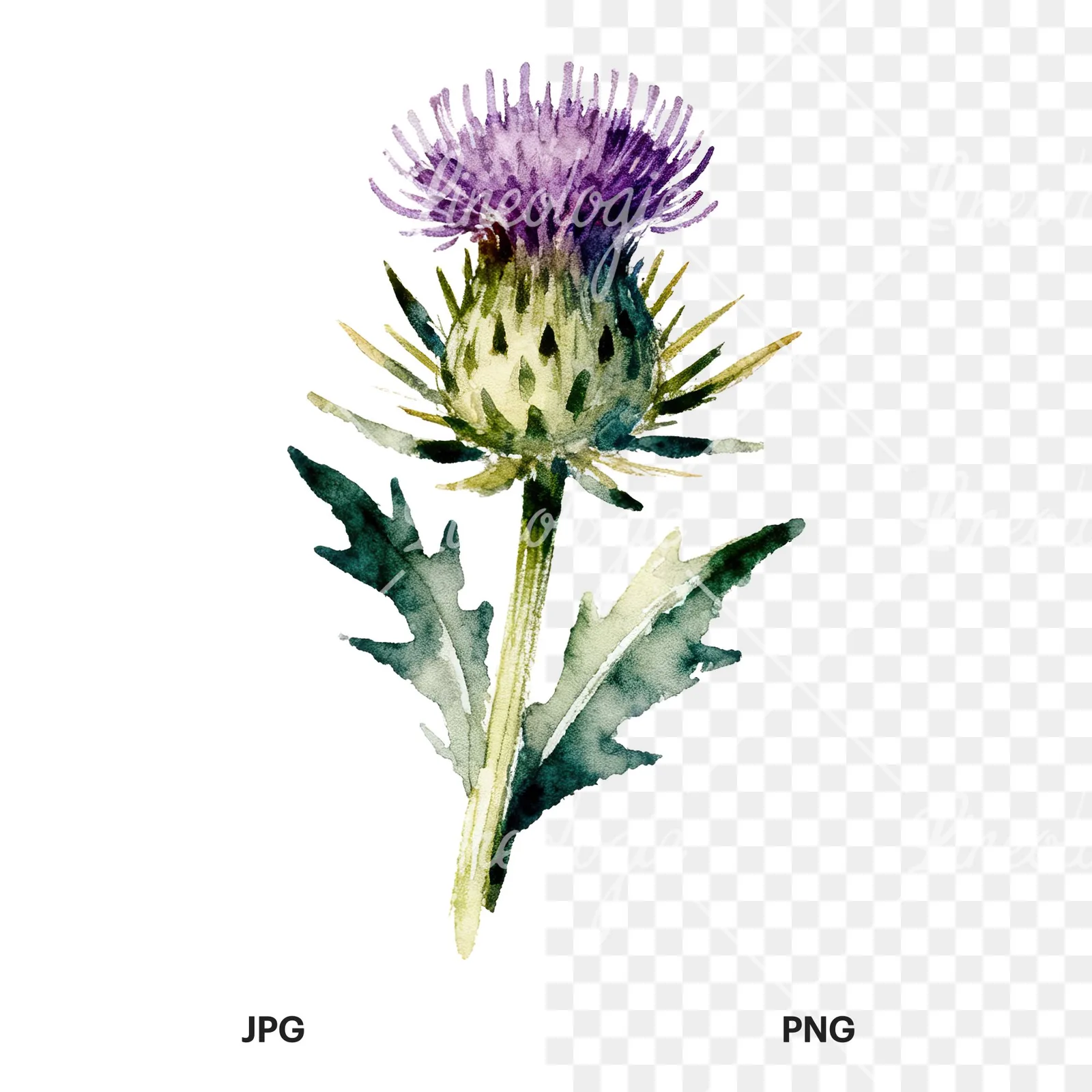 Watercolor thistle bouquet clipart 4 of 9, as a JPG on white and a transparent PNG