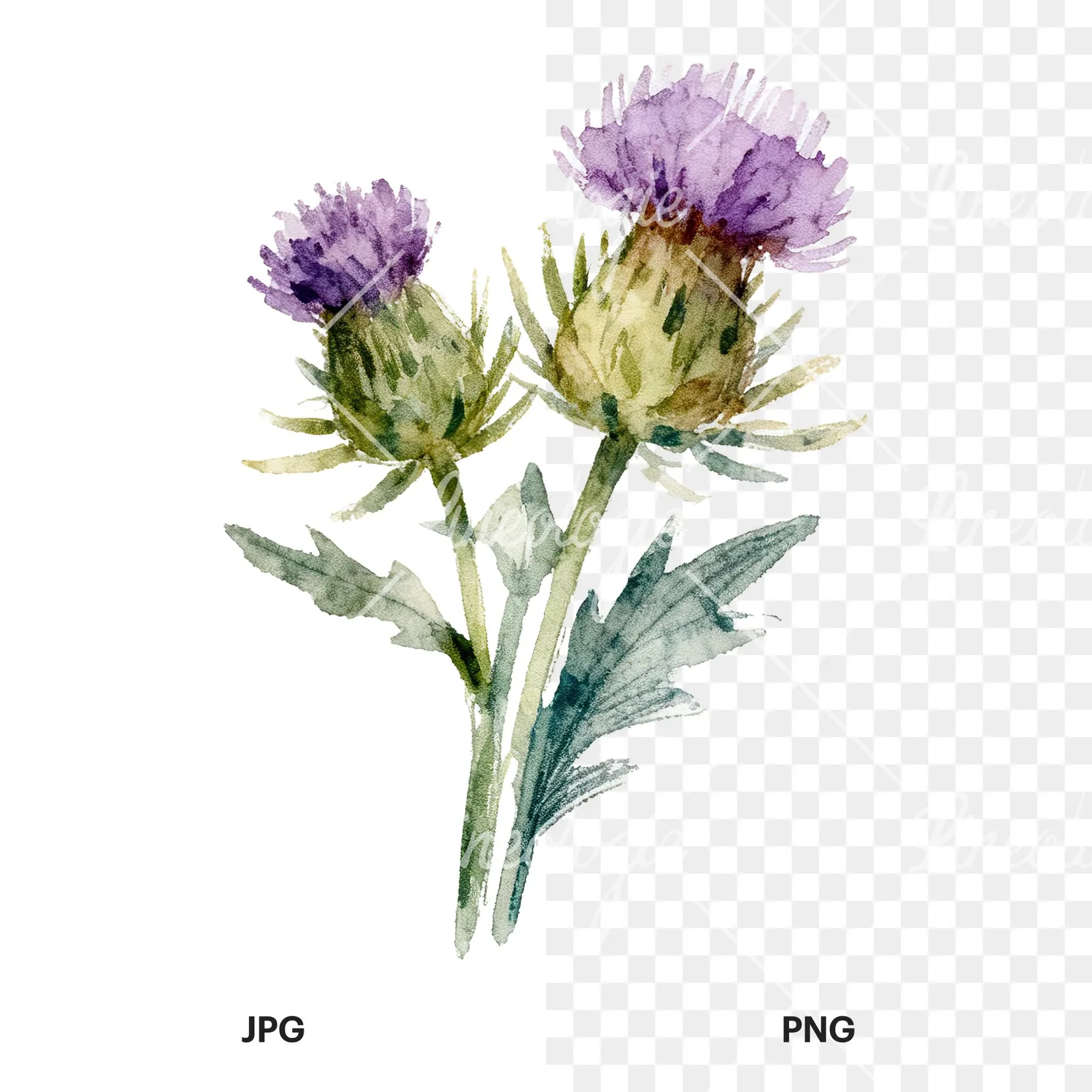Watercolor thistle bouquet clipart 5 of 9, as a JPG on white and a transparent PNG