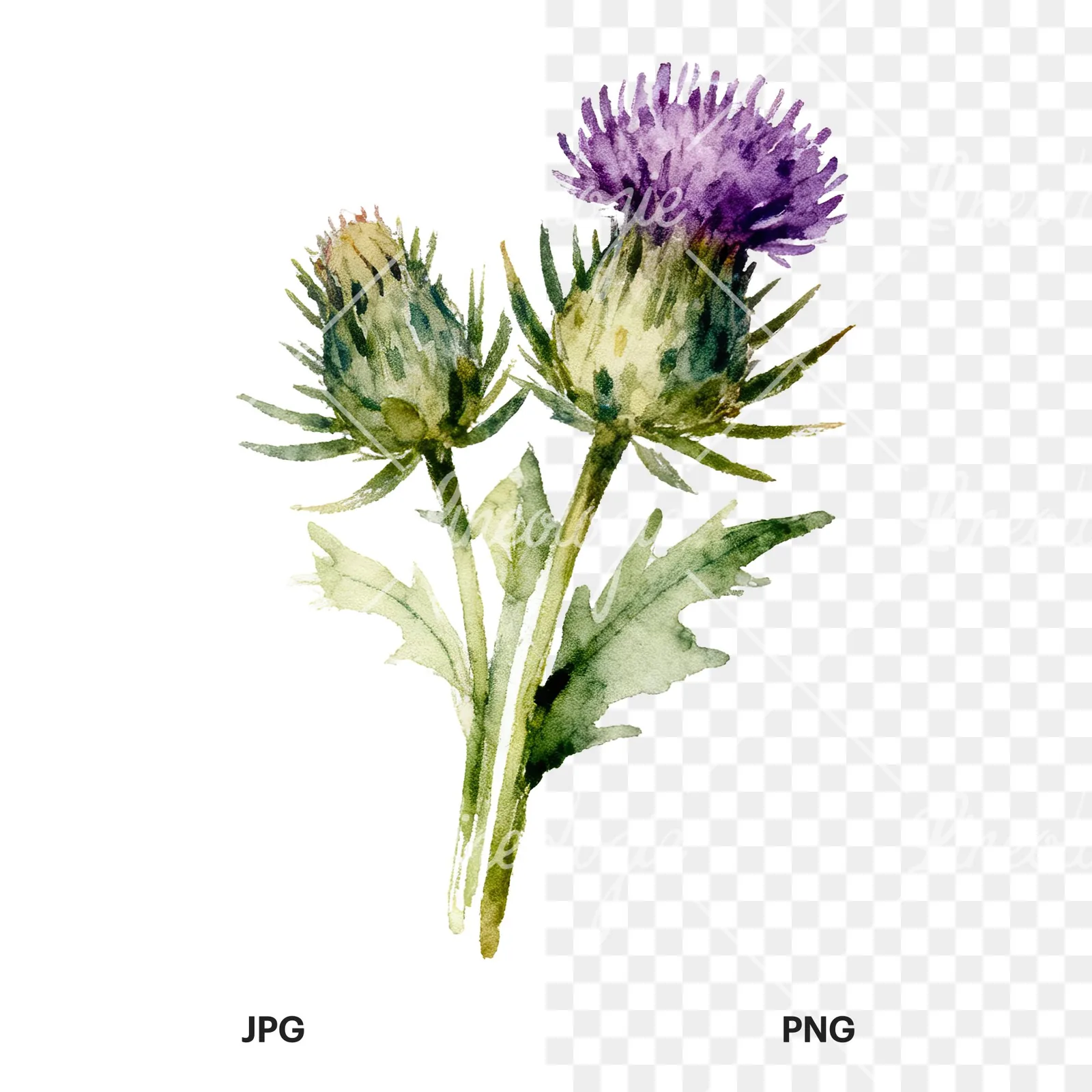 Watercolor thistle bouquet clipart 6 of 9, as a JPG on white and a transparent PNG