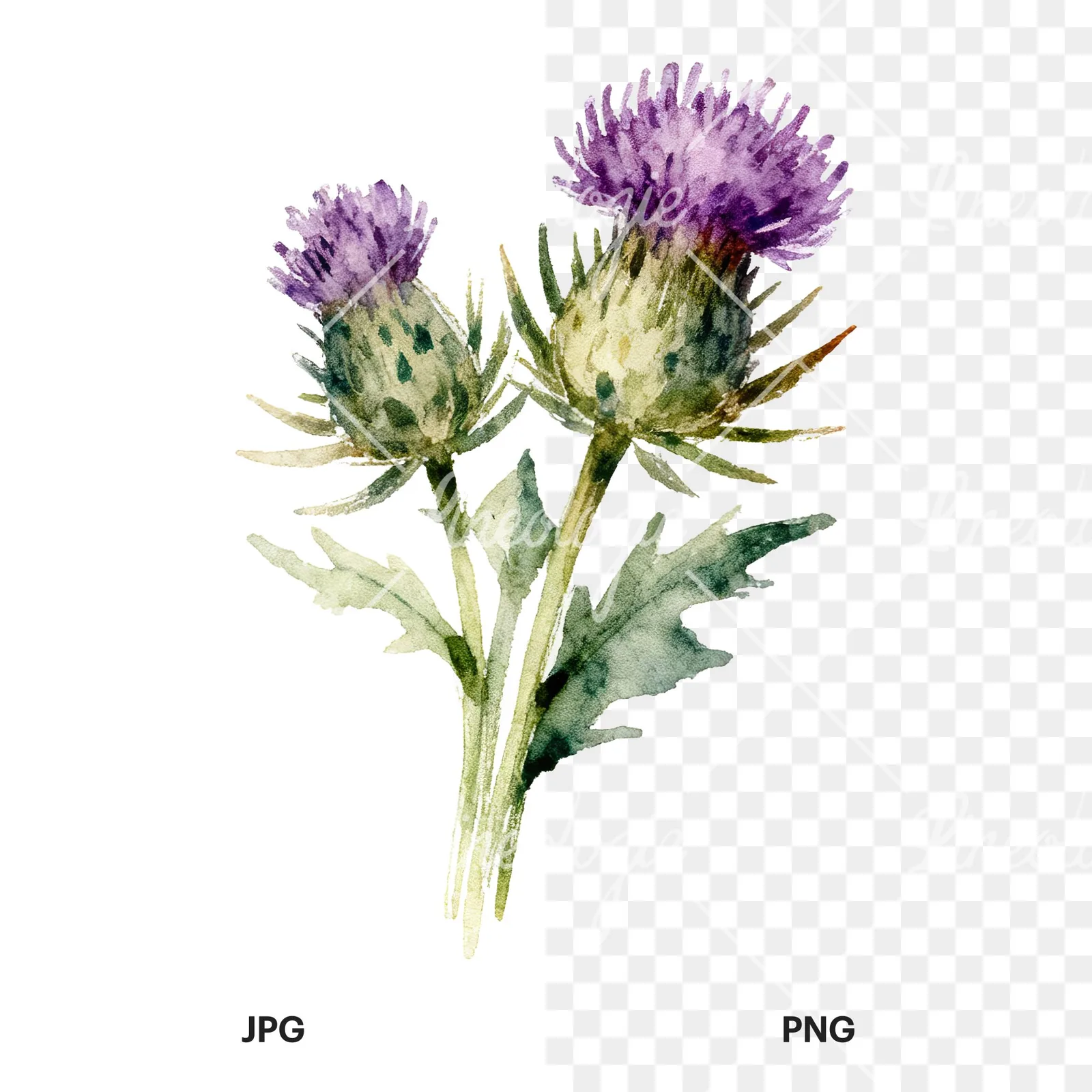 Watercolor thistle bouquet clipart 7 of 9, as a JPG on white and a transparent PNG