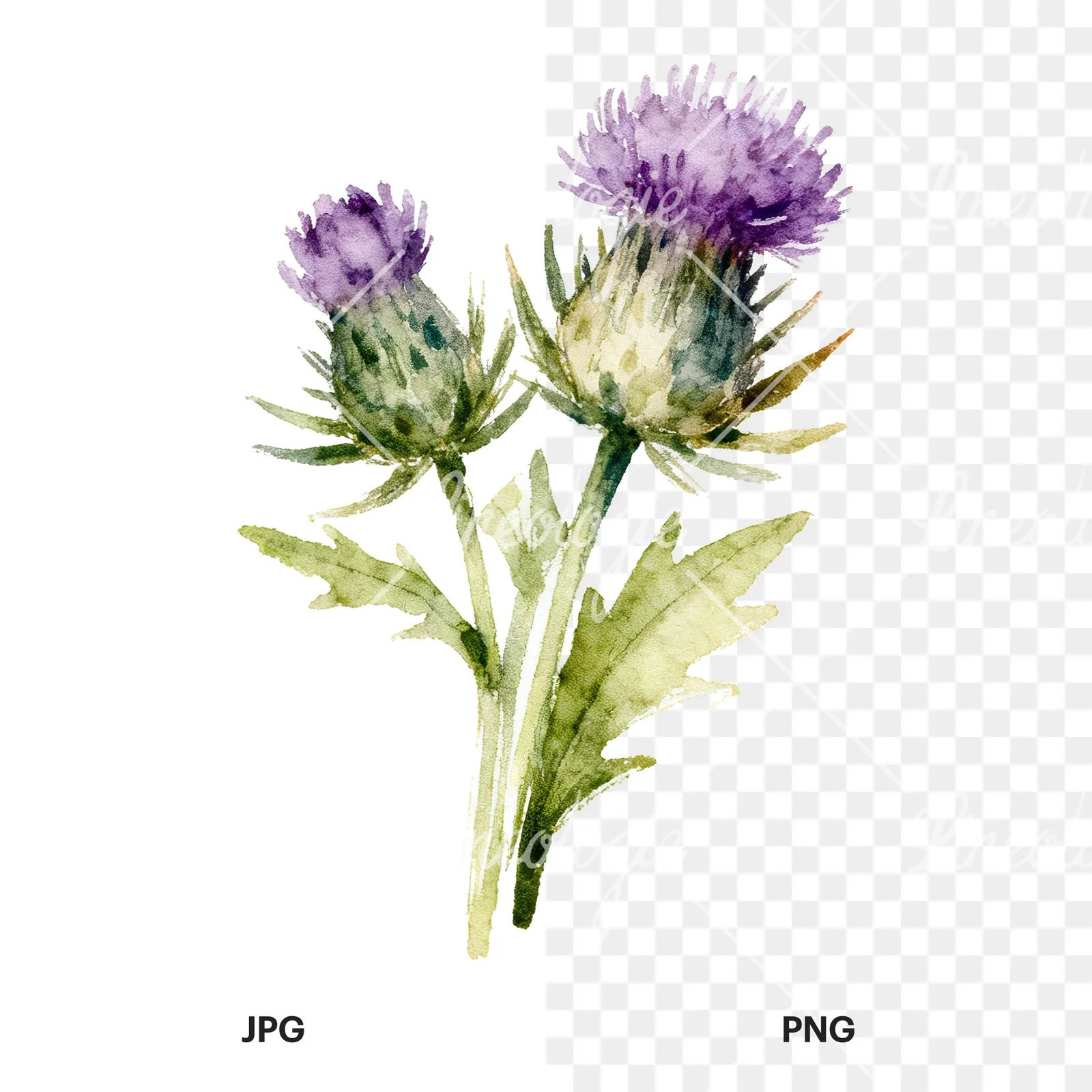 Watercolor thistle bouquet clipart 9 of 9, as a JPG on white and a transparent PNG