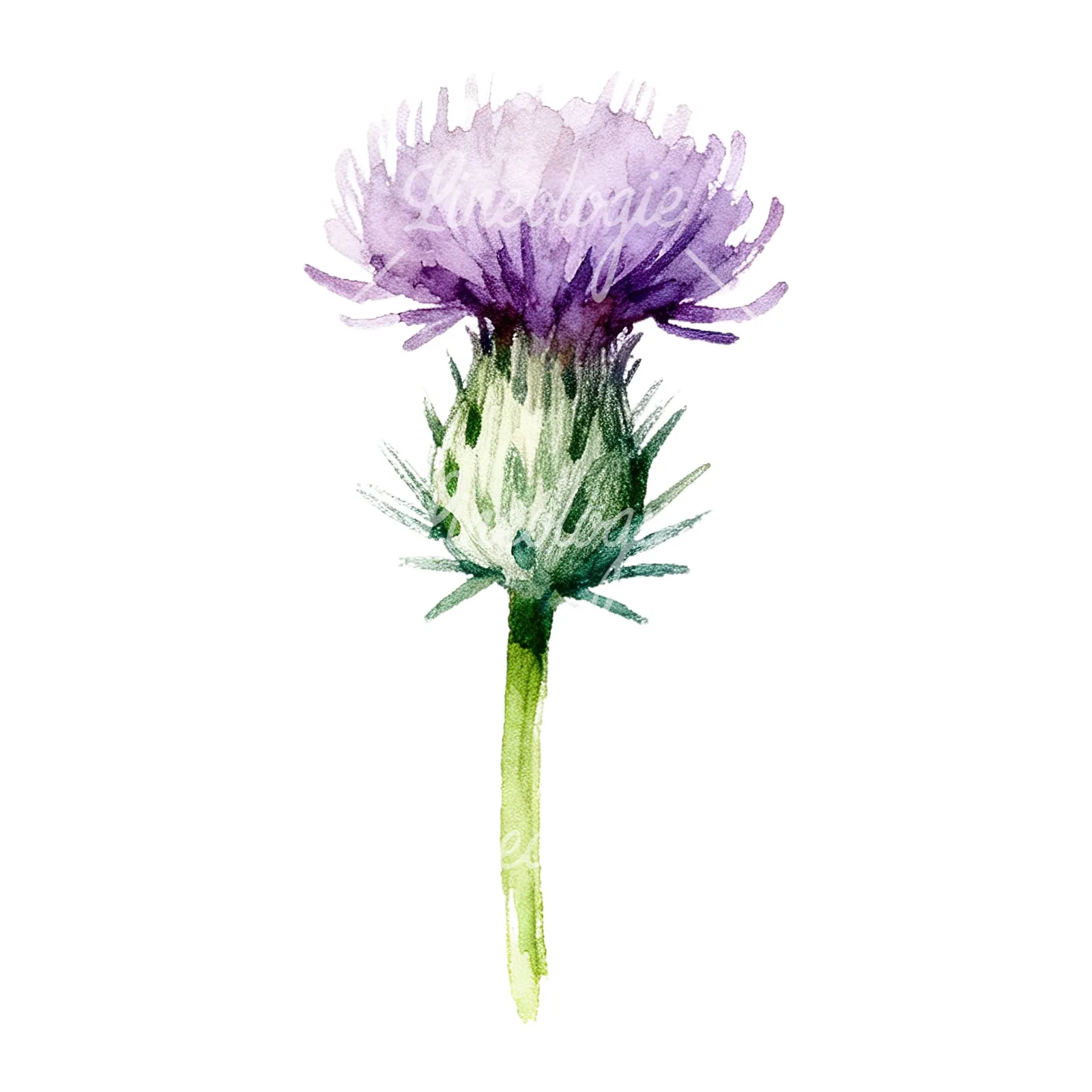 Watercolor thistle flower with spiky base clipart 3 of 9 on a white background (JPG)