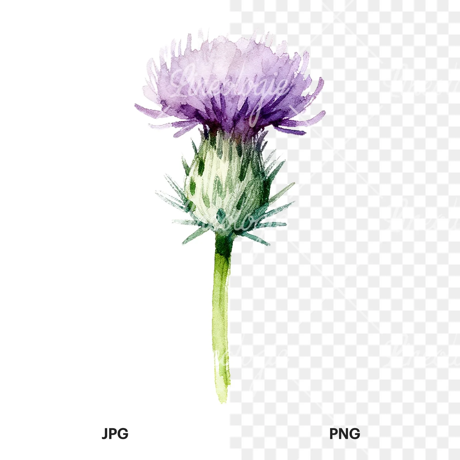 Watercolor thistle flower with spiky base clipart 3 of 9, as a JPG on white and a transparent PNG