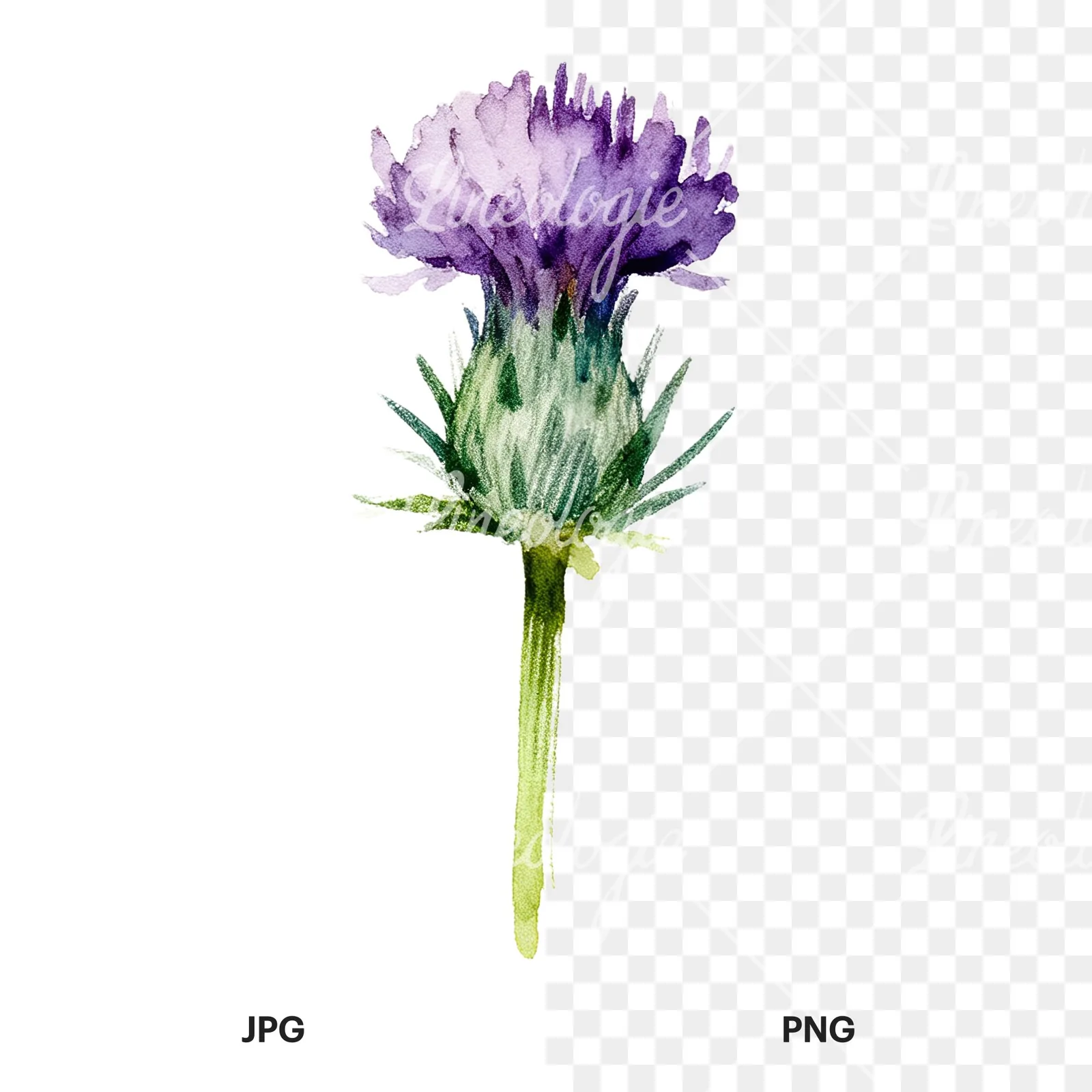 Watercolor thistle flower with spiky base clipart 9 of 9, as a JPG on white and a transparent PNG