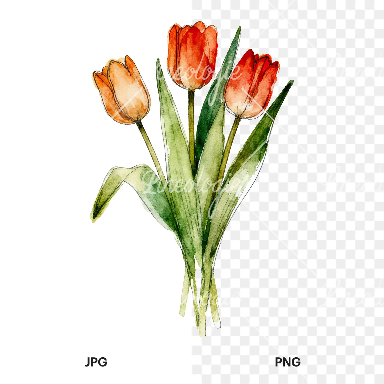 Watercolor red and yellow tulip bouquet clipart 6 of 9, as a JPG on white and a transparent PNG