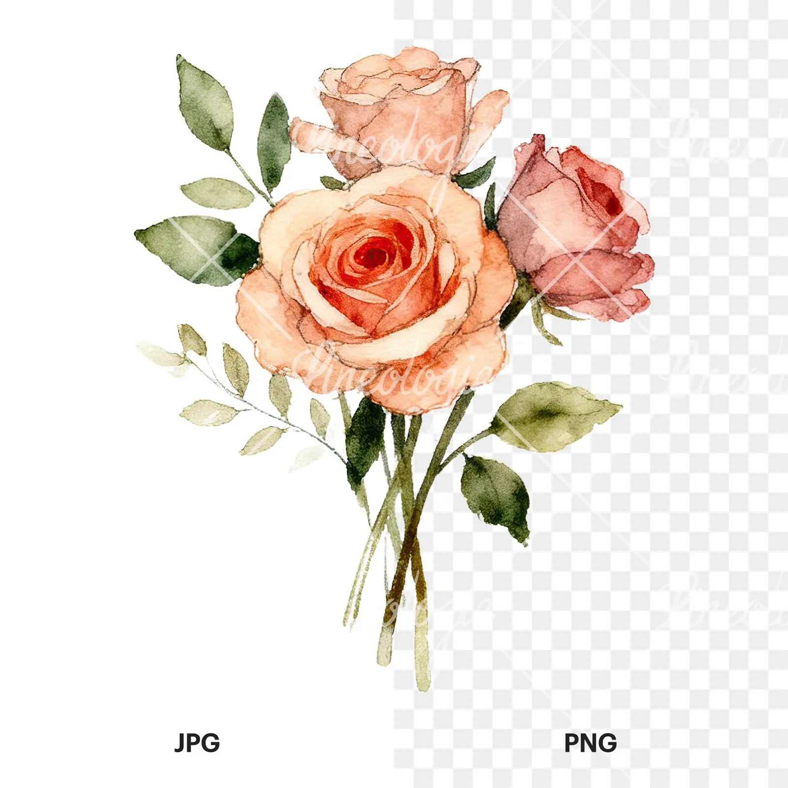 Watercolor wedding rose bouquet clipart 1 of 9, as a JPG on white and a transparent PNG