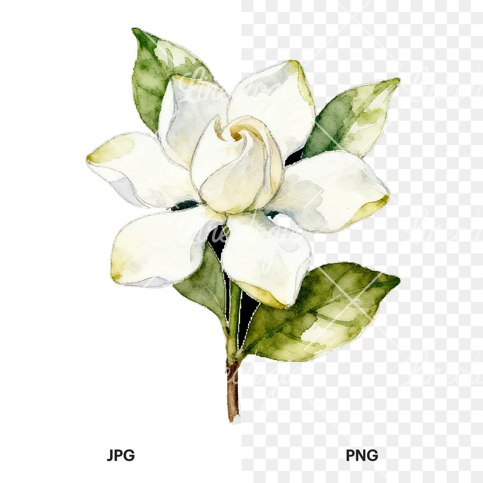 Watercolor white gardenia bouquet with single blooms clipart 3 of 9, as a JPG on white and a transparent PNG