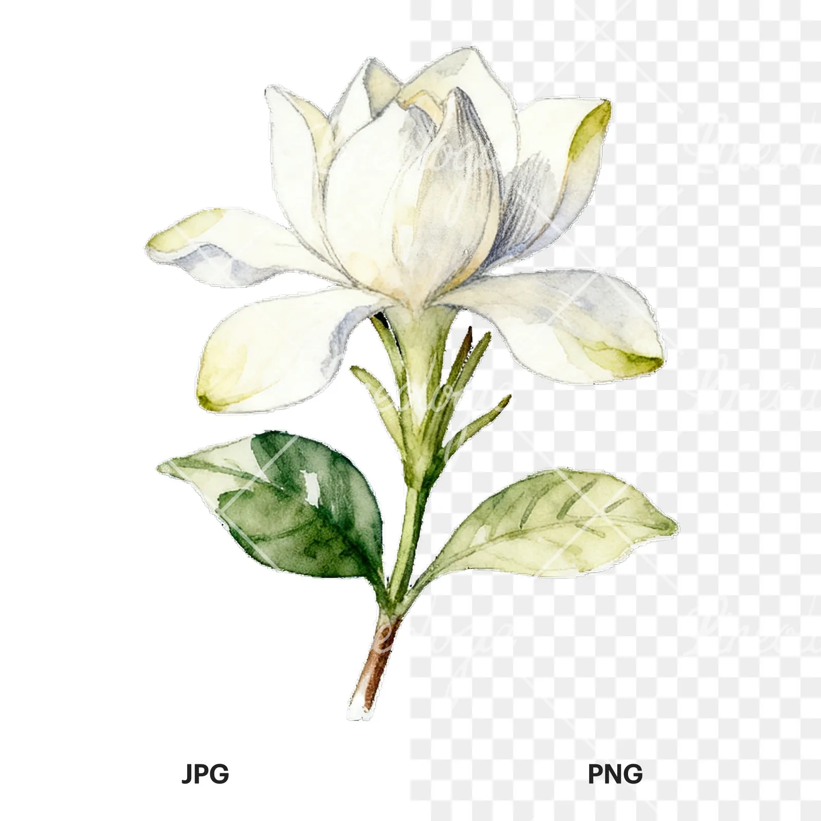 Watercolor white gardenia bouquet with single blooms clipart 9 of 9, as a JPG on white and a transparent PNG