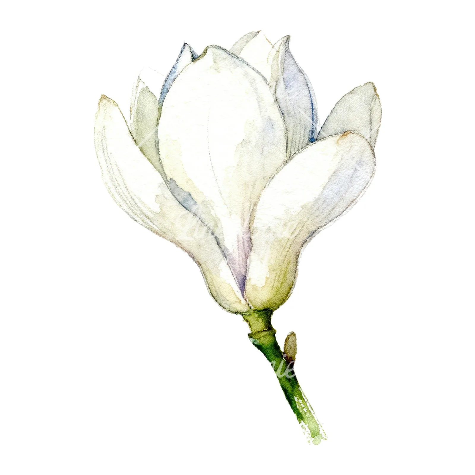 Watercolor white magnolia with cream hints clipart 1 of 9 on a white background (JPG)