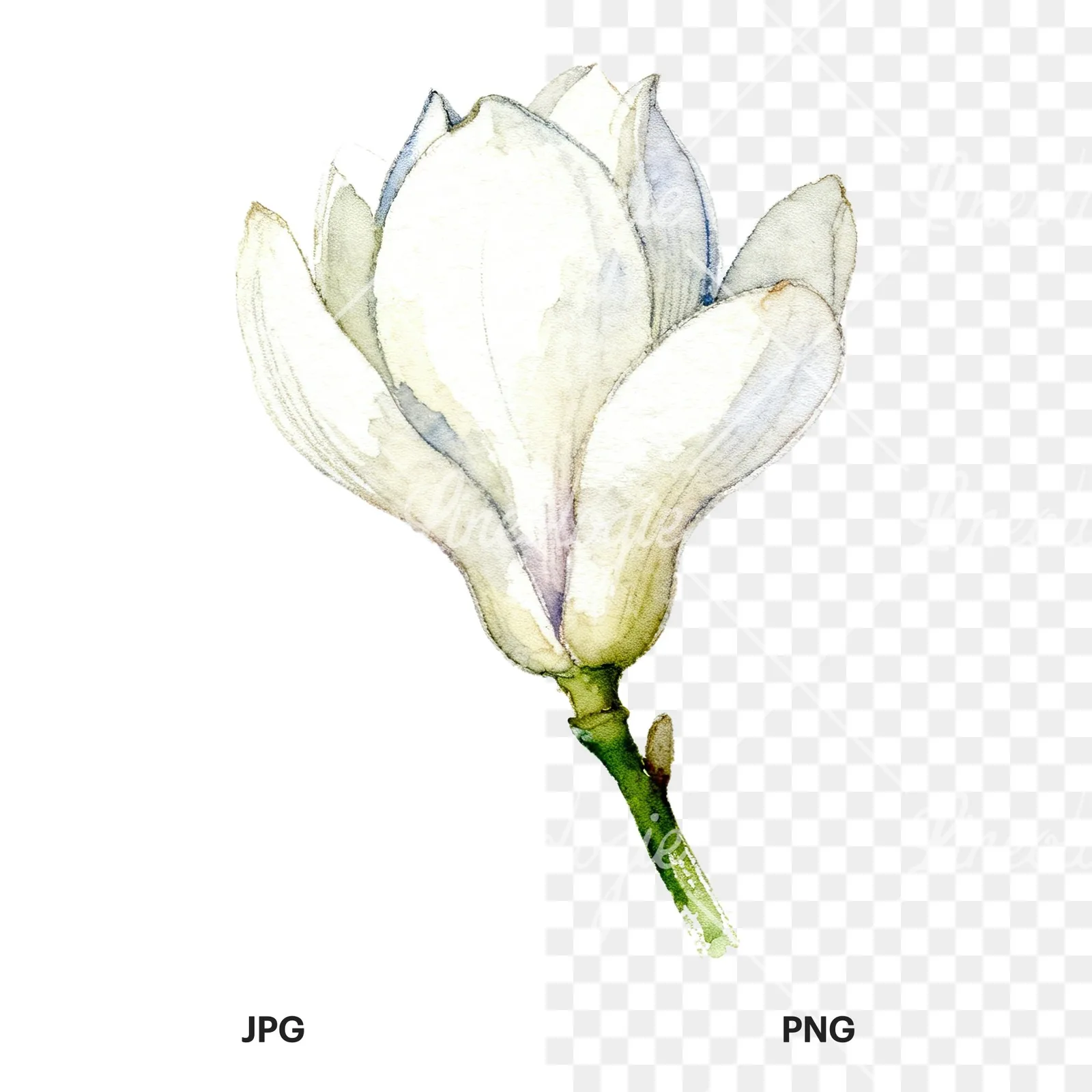 Watercolor white magnolia with cream hints clipart 1 of 9, as a JPG on white and a transparent PNG