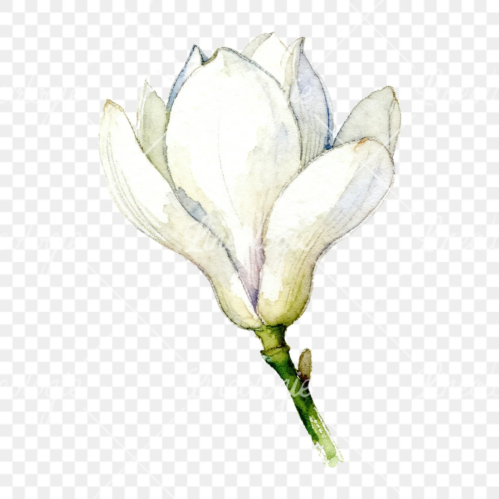 Watercolor white magnolia with cream hints clipart 1 of 9 on a transparent background (PNG)
