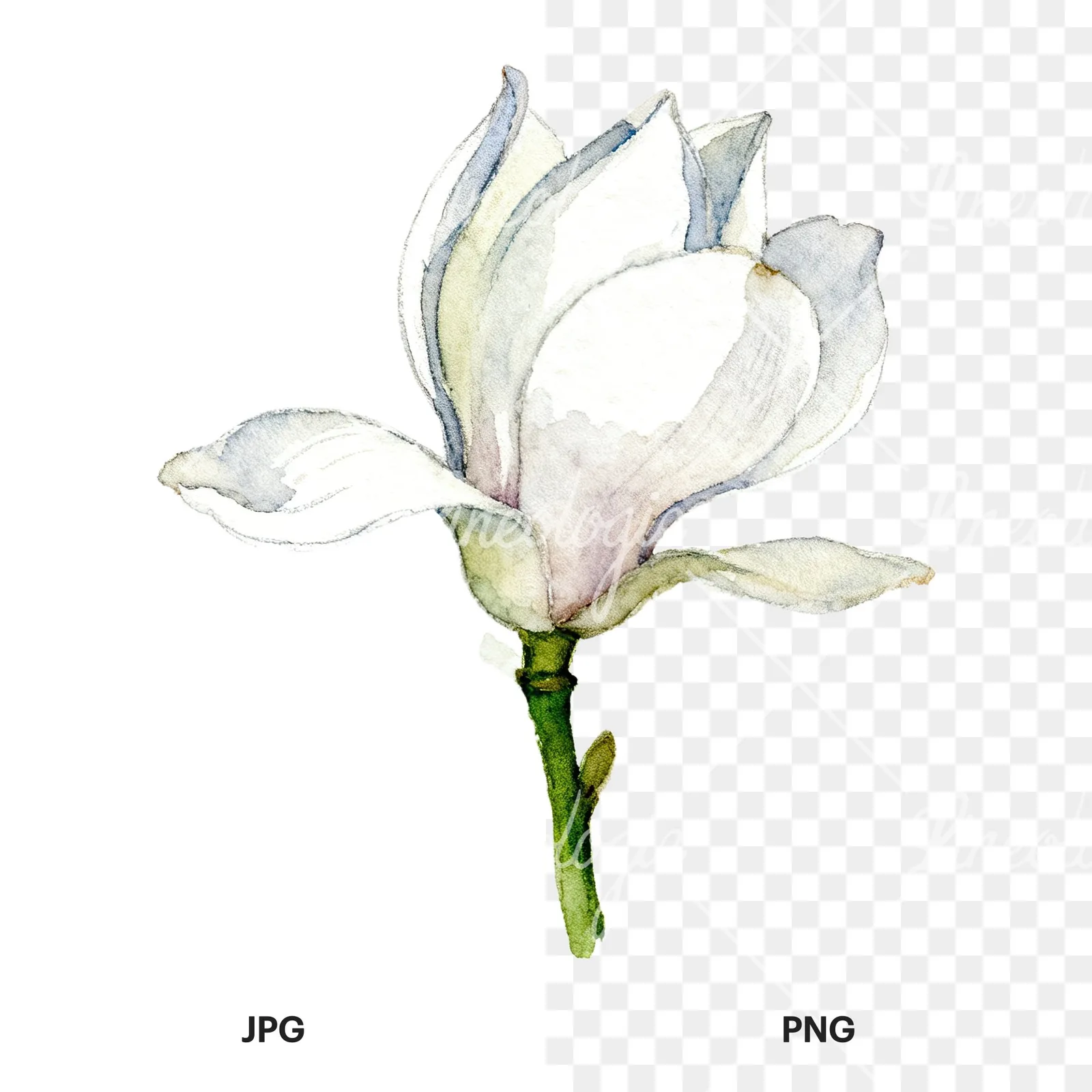 Watercolor white magnolia with cream hints clipart 2 of 9, as a JPG on white and a transparent PNG