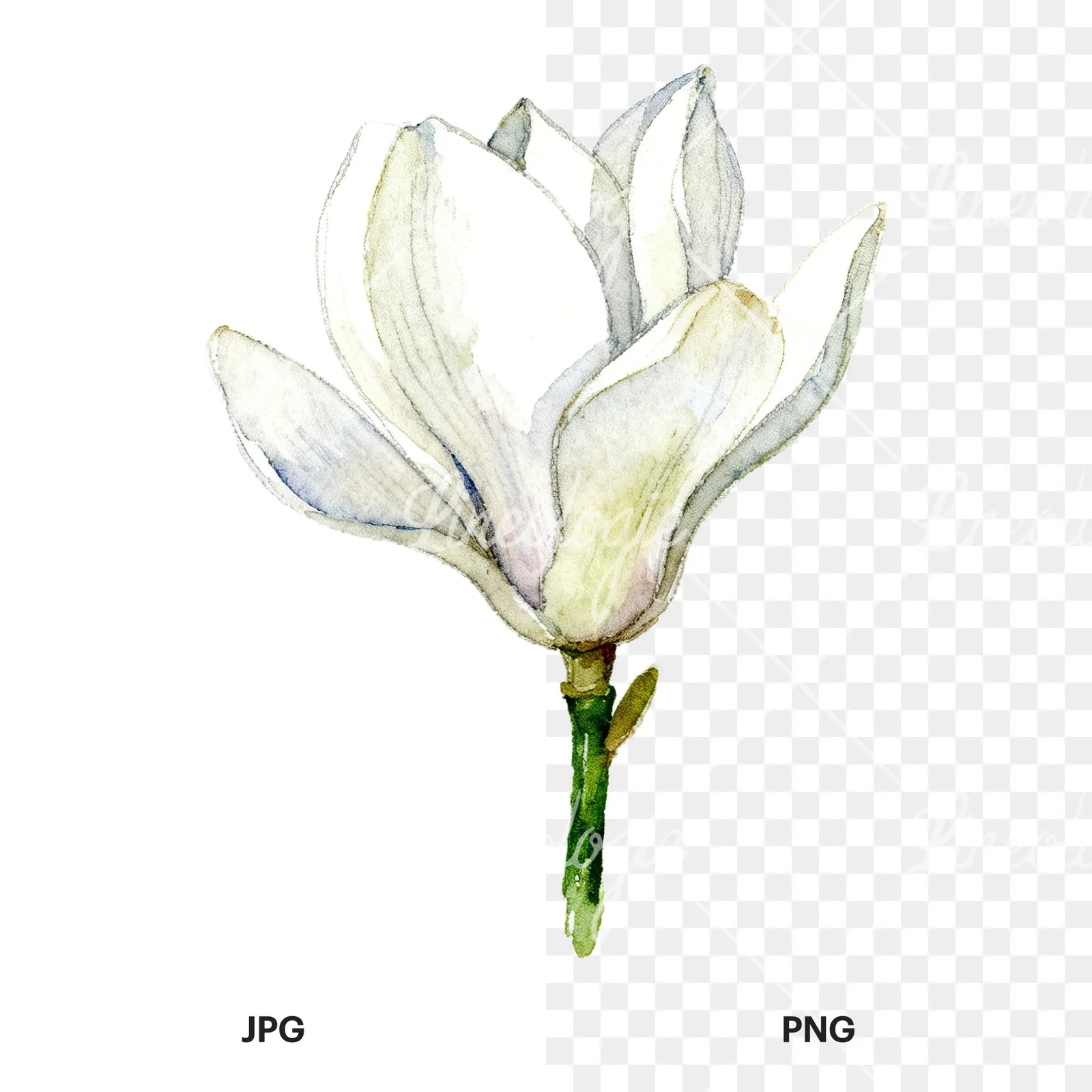 Watercolor white magnolia with cream hints clipart 3 of 9, as a JPG on white and a transparent PNG