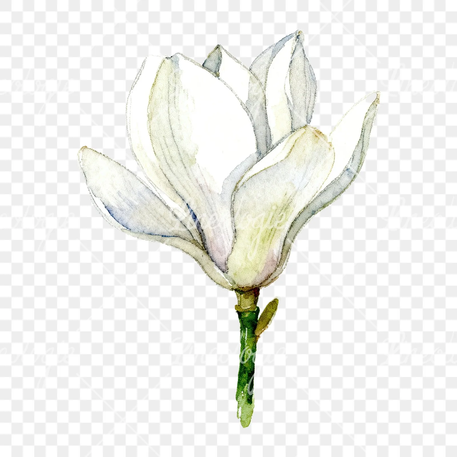 Watercolor white magnolia with cream hints clipart 3 of 9 on a transparent background (PNG)