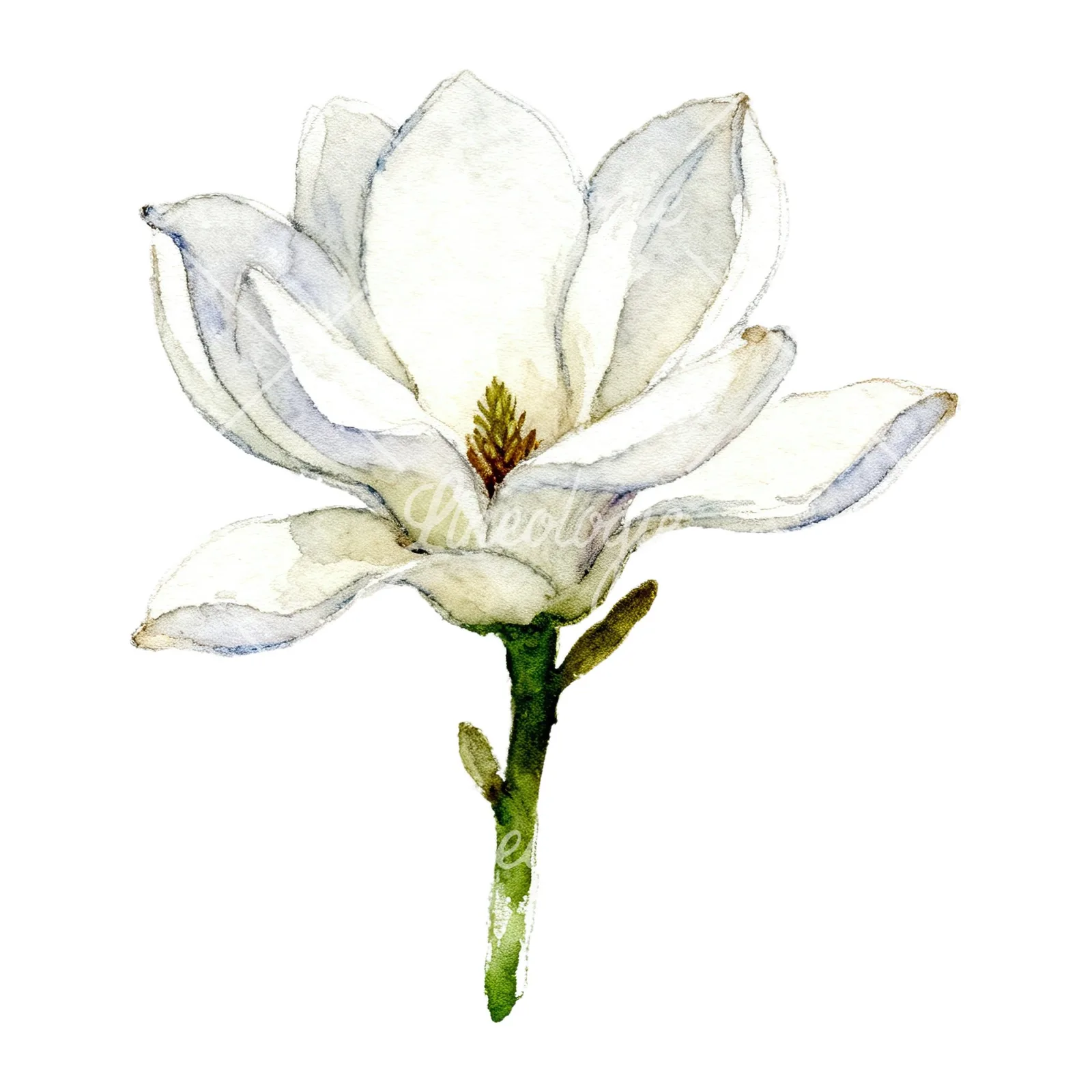 Watercolor white magnolia with cream hints clipart 4 of 9 on a white background (JPG)