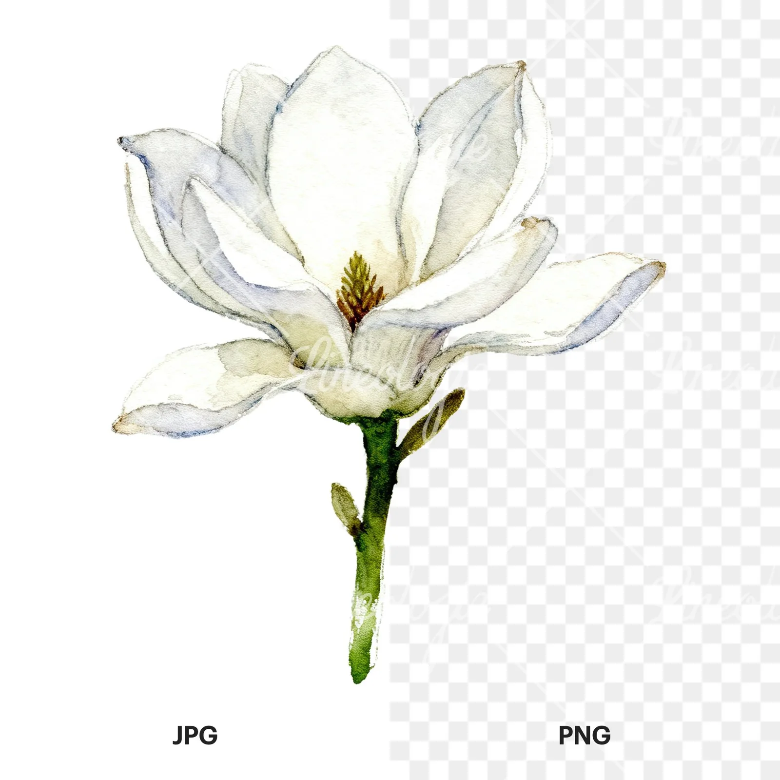 Watercolor white magnolia with cream hints clipart 4 of 9, as a JPG on white and a transparent PNG