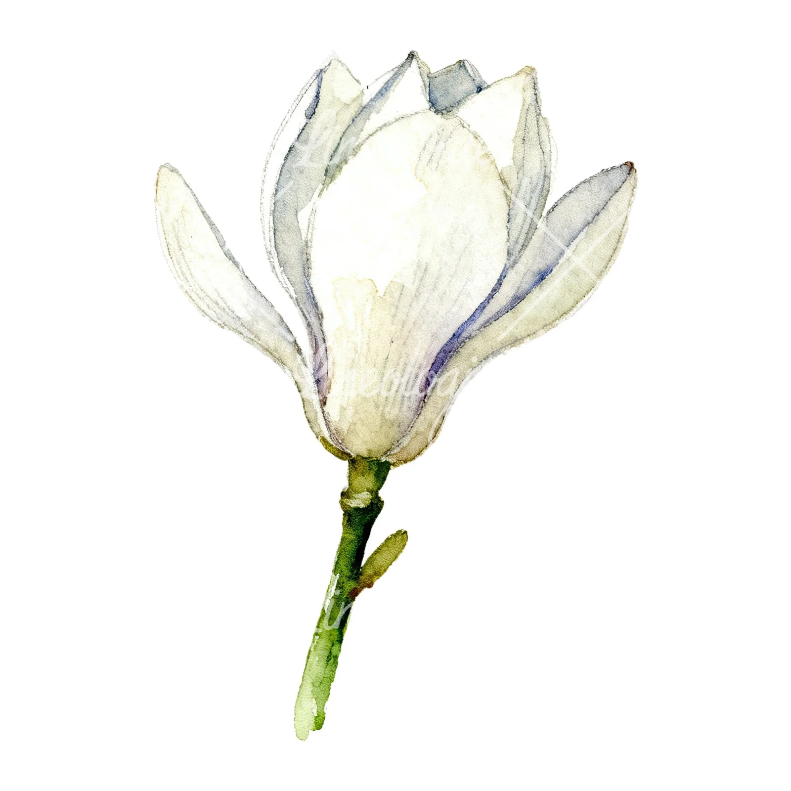 Watercolor white magnolia with cream hints clipart 5 of 9 on a white background (JPG)