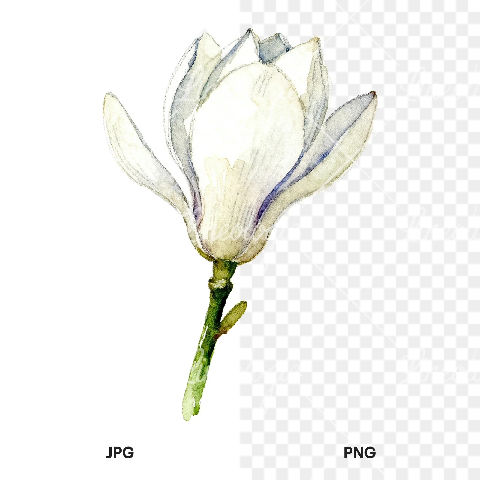 Watercolor white magnolia with cream hints clipart 5 of 9, as a JPG on white and a transparent PNG