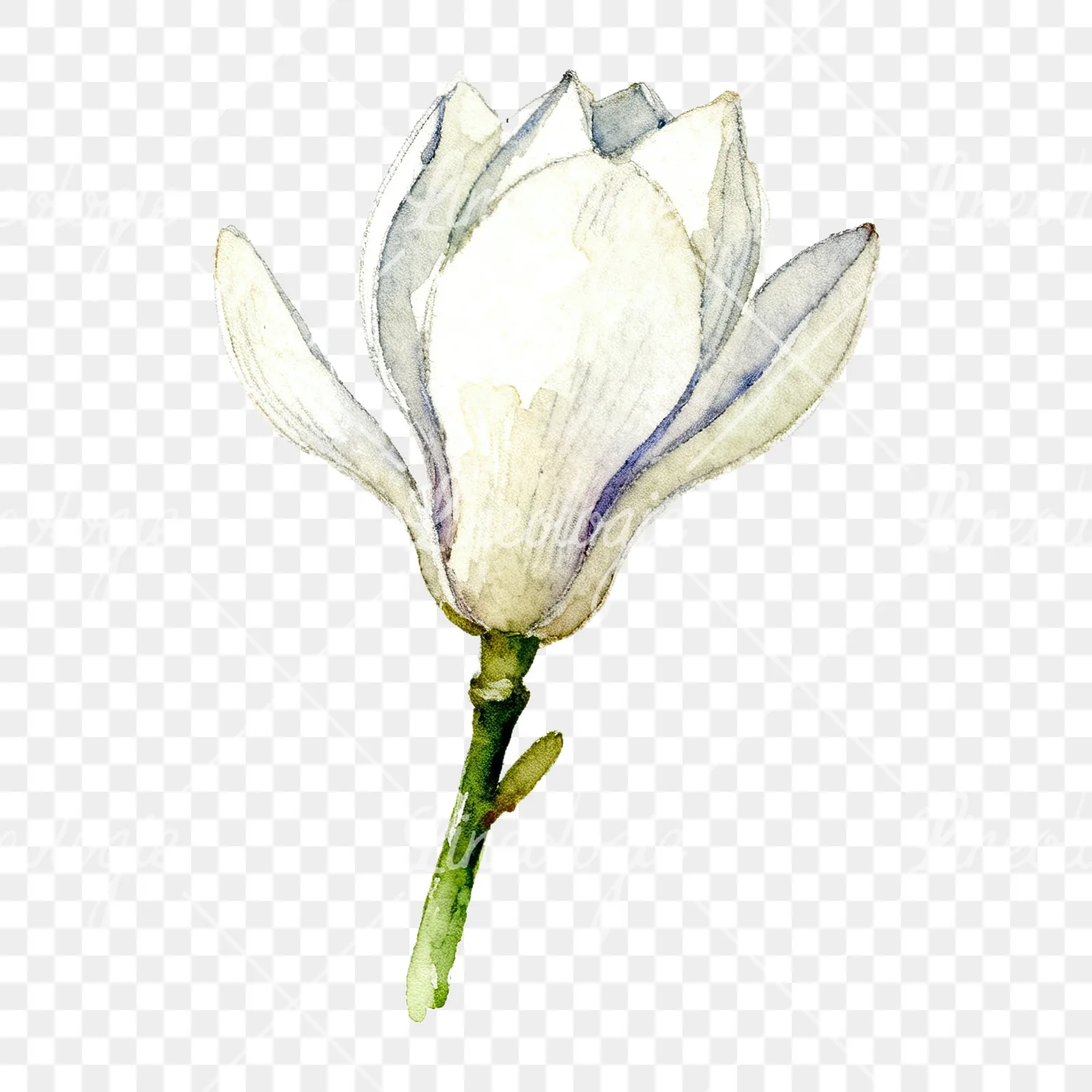 Watercolor white magnolia with cream hints clipart 5 of 9 on a transparent background (PNG)