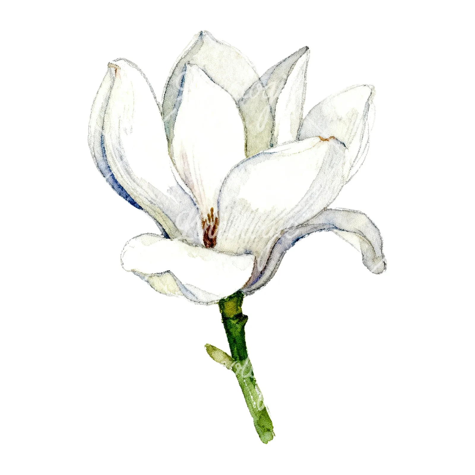 Watercolor white magnolia with cream hints clipart 6 of 9 on a white background (JPG)