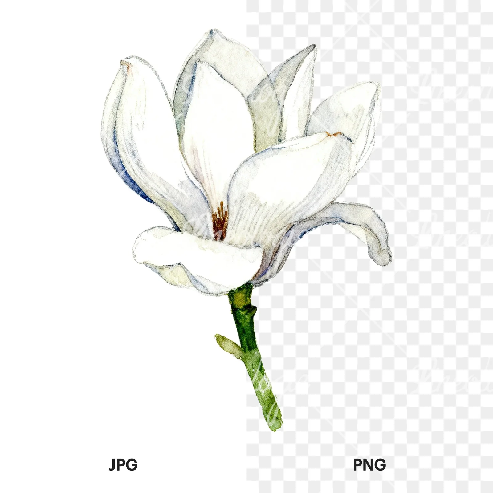 Watercolor white magnolia with cream hints clipart 6 of 9, as a JPG on white and a transparent PNG