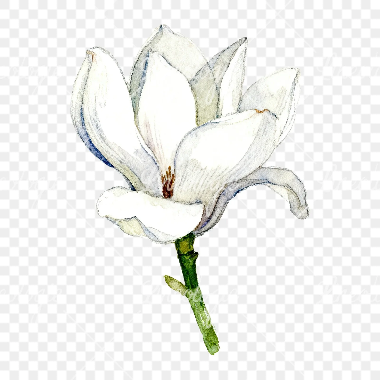 Watercolor white magnolia with cream hints clipart 6 of 9 on a transparent background (PNG)